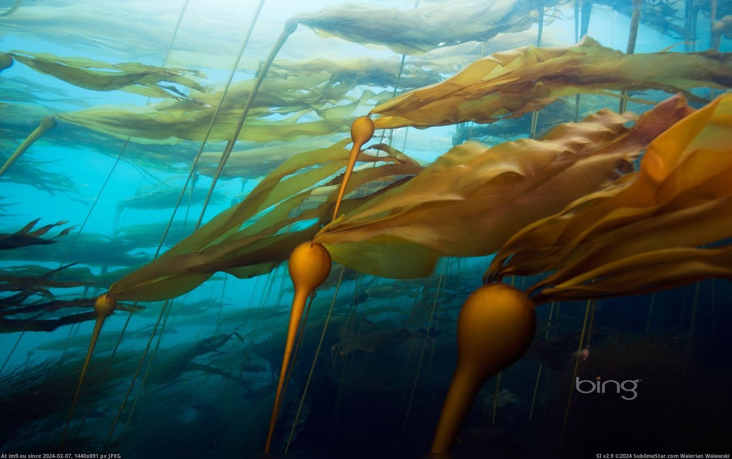 A bull kelp forest Hussar Point, Browning Pass, British Columbia, Canada (Getty Images) 2013-03-15 (in Best photos of March 2013)