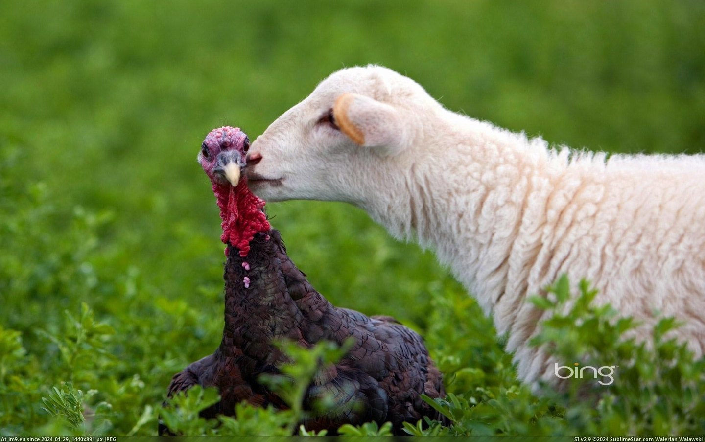 A lamb gives a turkey a kiss on a farm in Lindsborg, Kansas (in Bing Photos November 2012)