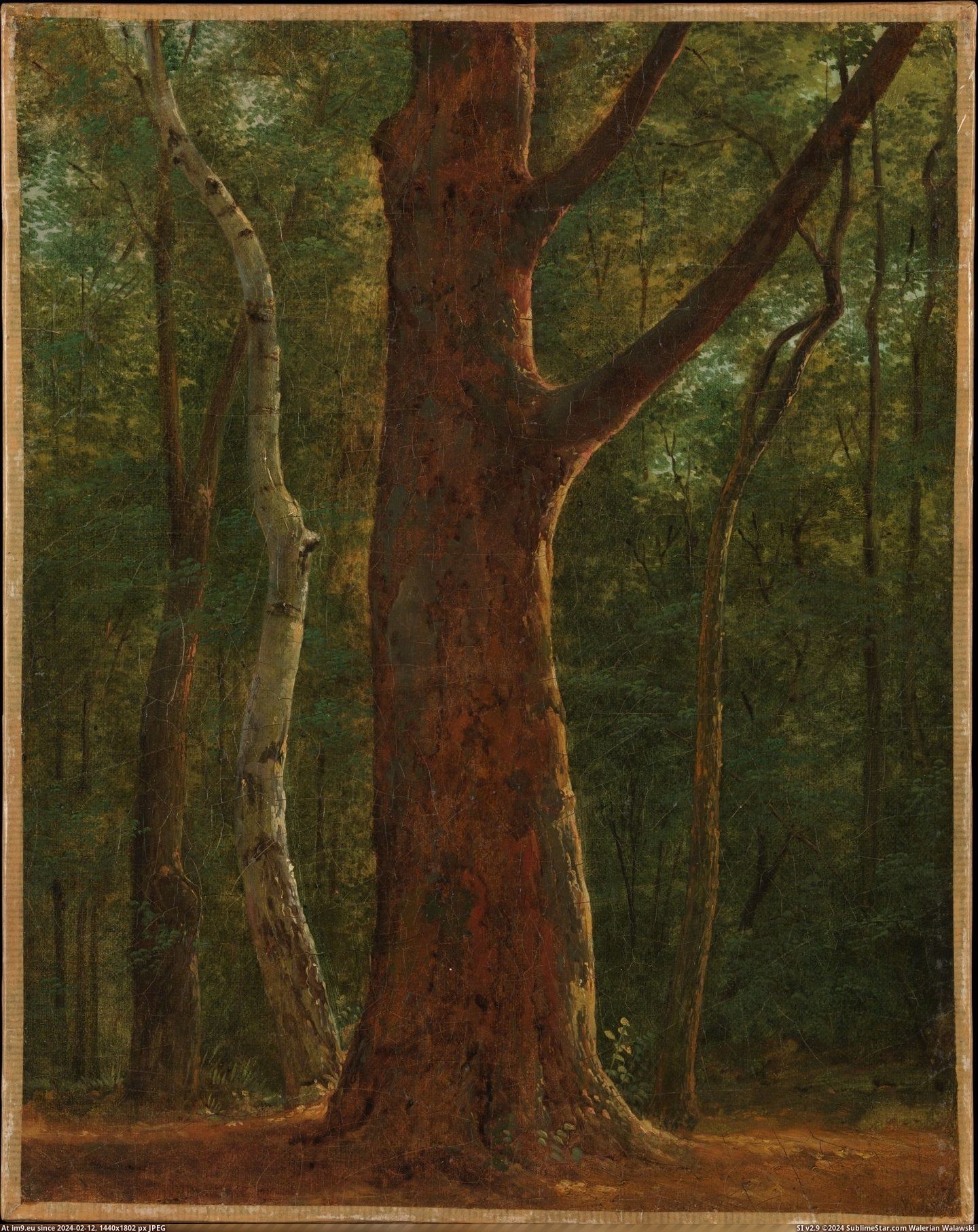 Achille-Etna Michallon - Beech Tree (ca. 1820) (in Metropolitan Museum Of Art - European Paintings)