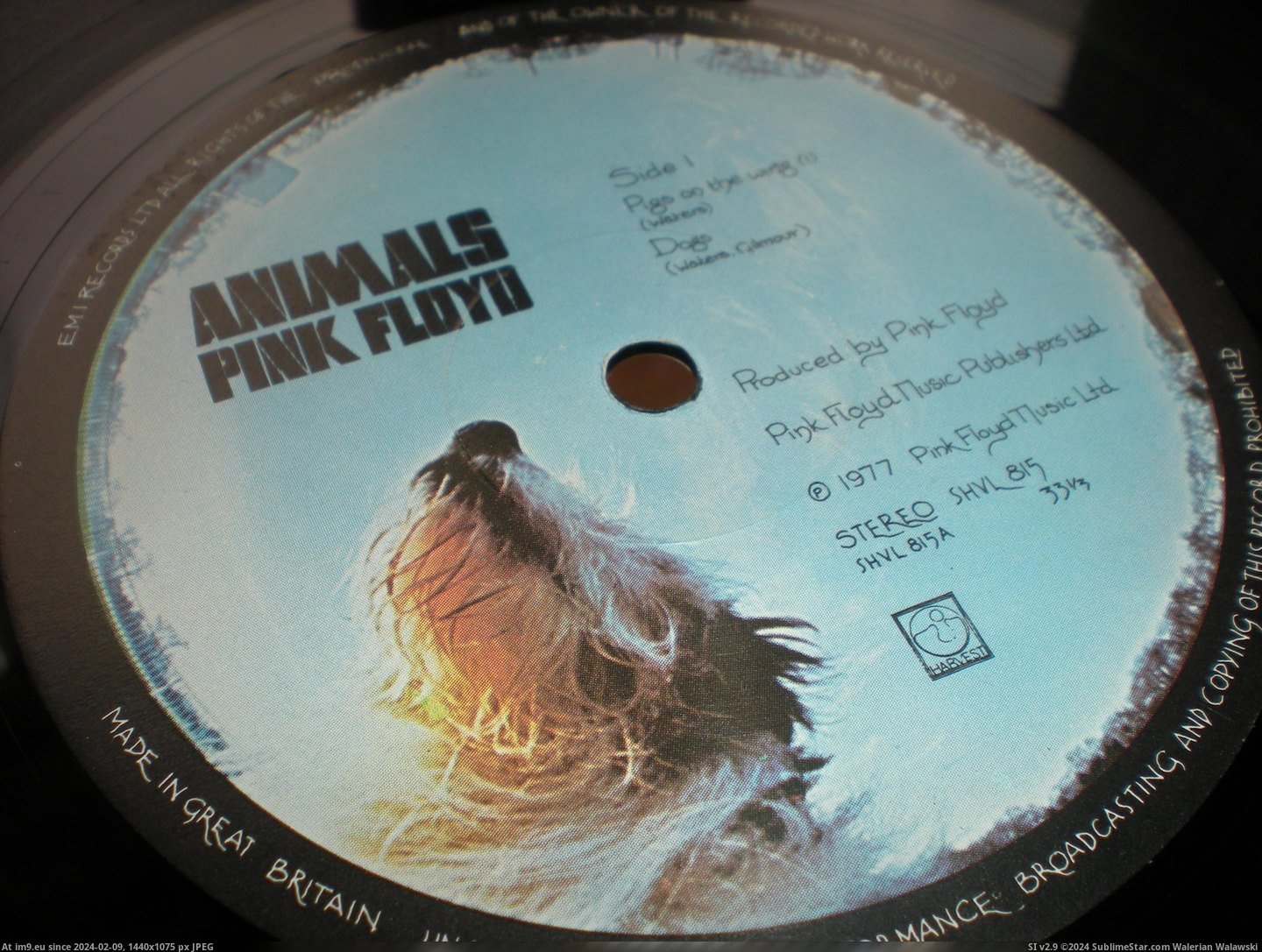 #Animals  #Floyd Animals Floyd 7 Pic. (Image of album new 1))