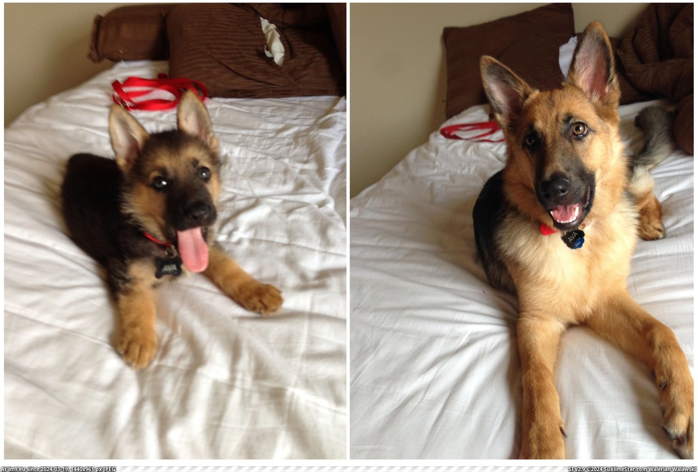 #Months  #Weeks [Aww] 7 weeks to 7 months Pic. (Image of album My r/AWW favs))