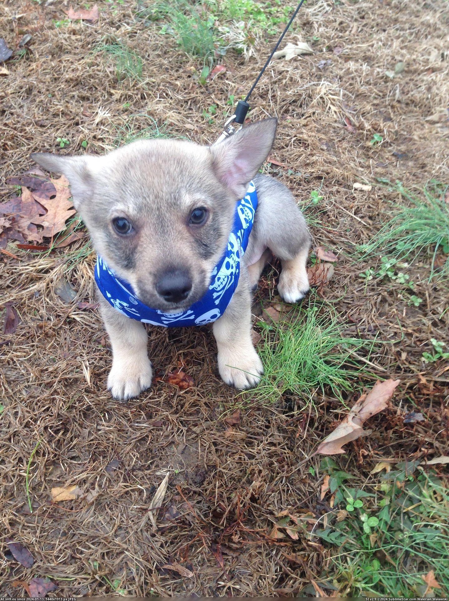 #For #Old #Out #Swedish #Vallhund #Week #Puppy #Walk [Aww] 9 week old Swedish Vallhund puppy, out for his first walk! Pic. (Image of album My r/AWW favs))