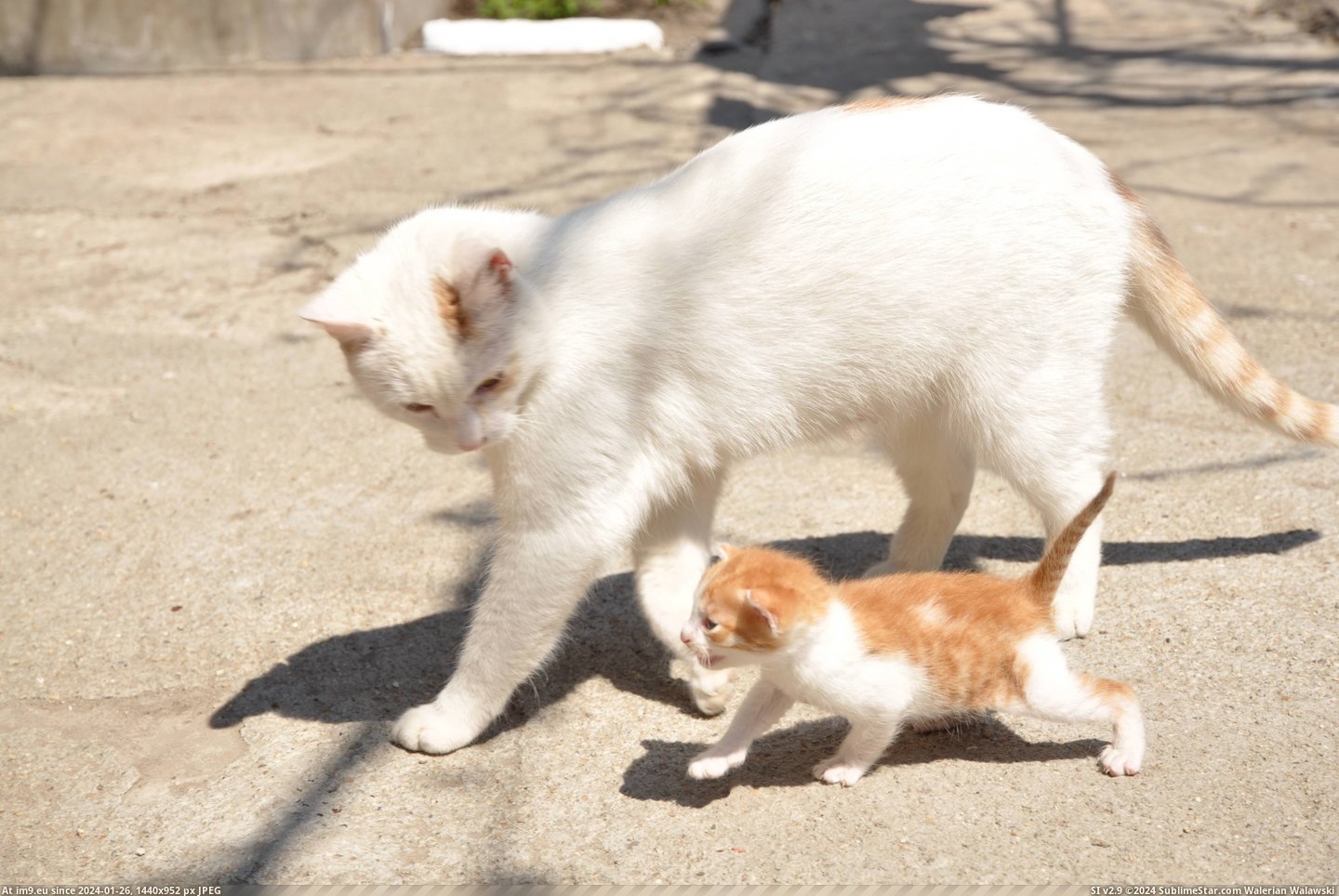#Kitten  #Mother [Aww] A kitten and her mother. Pic. (Bild von album My r/AWW favs))