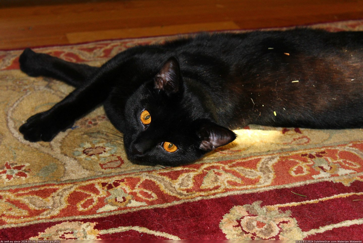 #Cats #Black #Too #Love [Aww] Black Cats Need Love, too. Pic. (Bild von album My r/AWW favs))