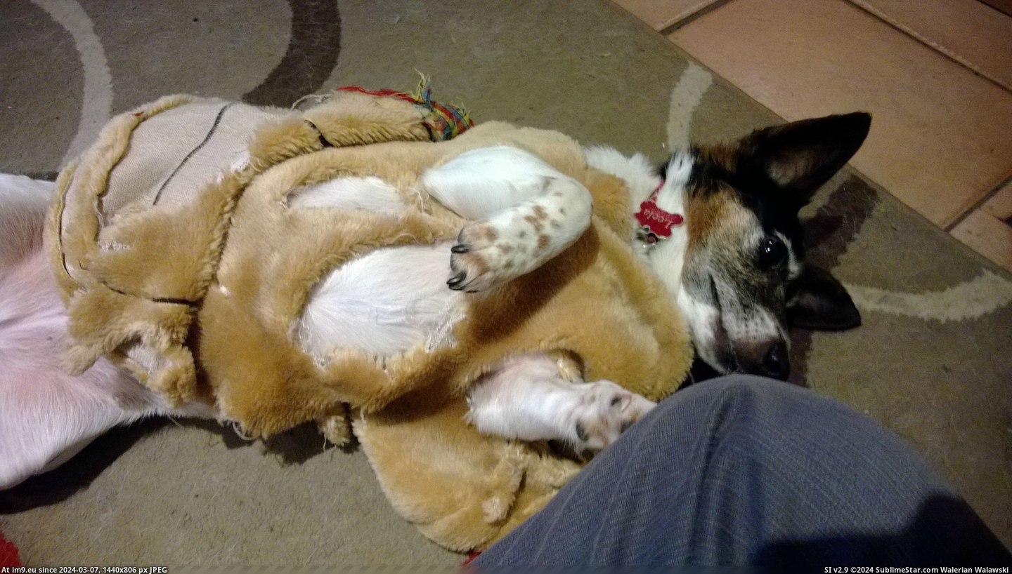#Dog #Had #Coat #Kitchen #Fur [Aww] Came into the kitchen and found my dog had made herself a fur coat 3 Pic. (Image of album My r/AWW favs))