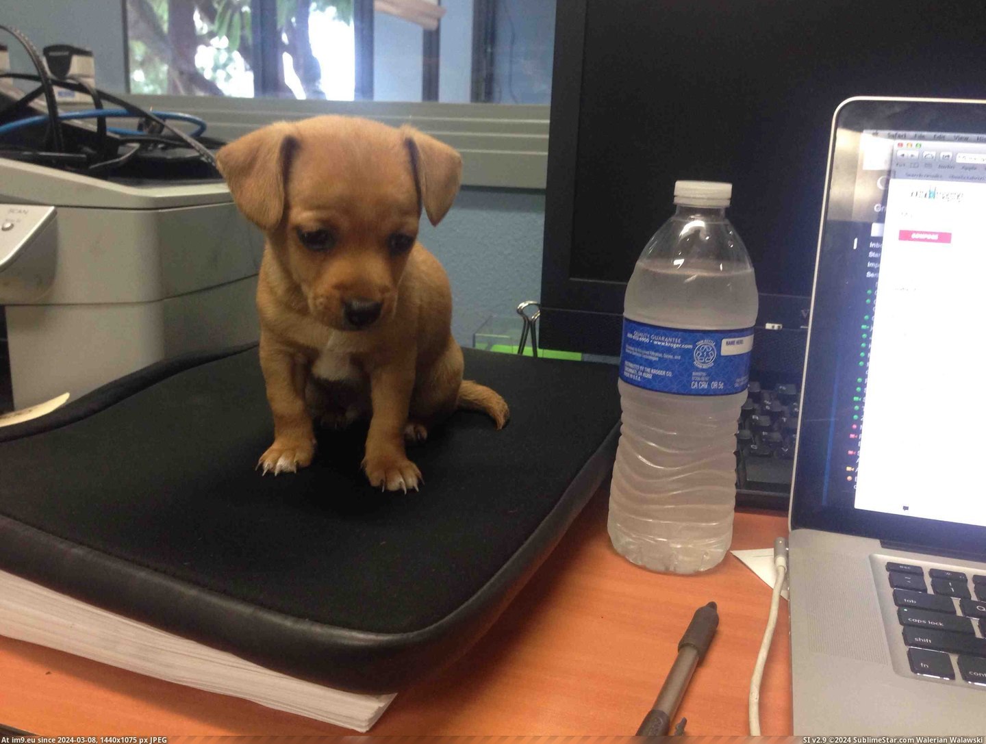 #Work #Desk #Guy [Aww] Came to work and found this little guy on my desk Pic. (Bild von album My r/AWW favs))