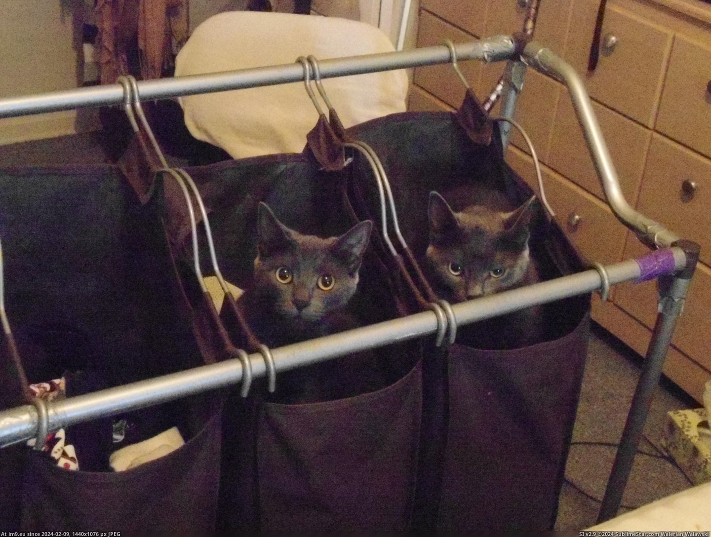 #One #Twin #Evil #Guess [Aww] Can you guess which one is the evil twin? Pic. (Bild von album My r/AWW favs))