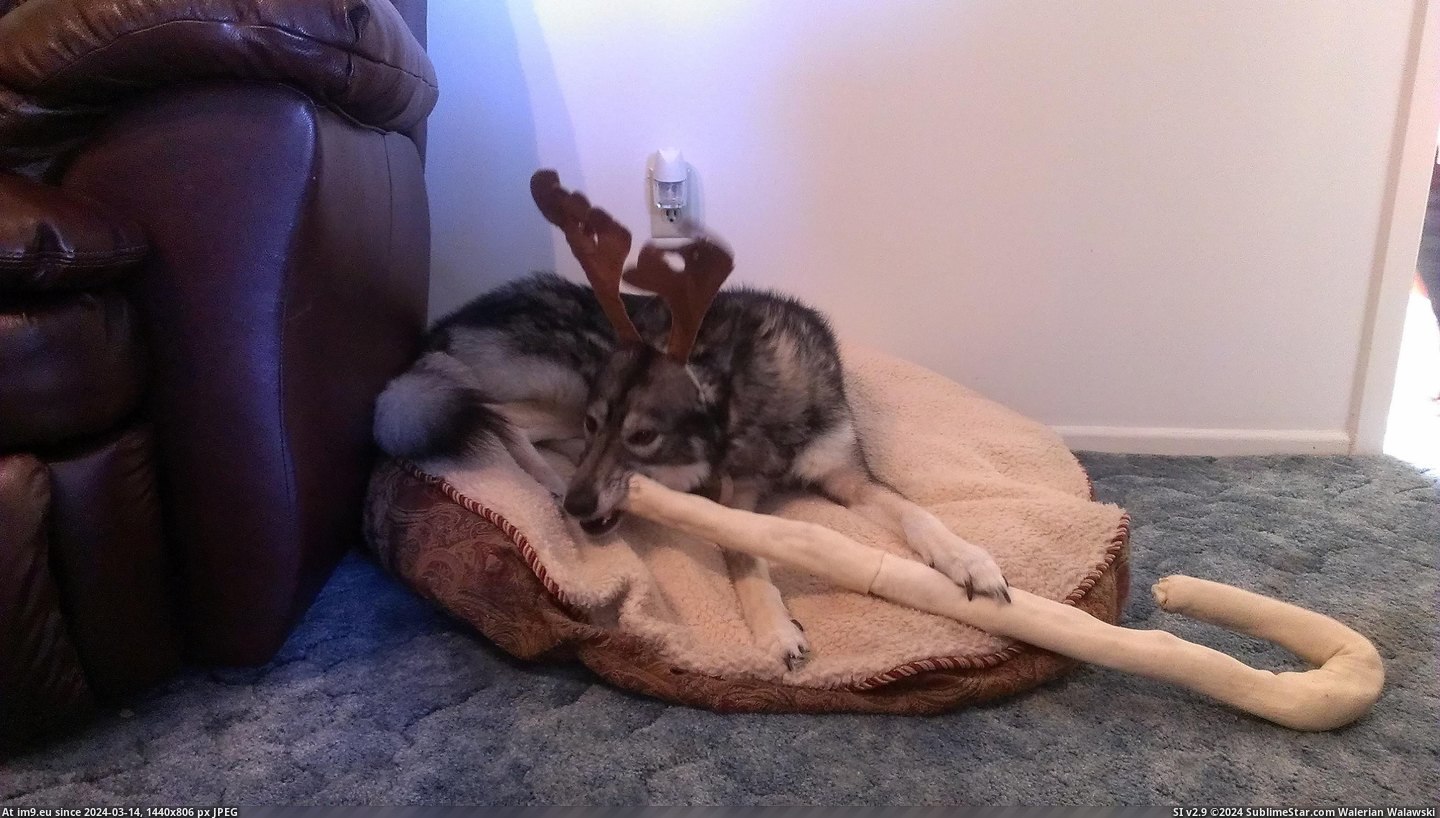 #She #Candy #Forgets #Antlers #Rawhide #Hates #Cane [Aww] Candy cane rawhide = forgets she hates antlers Pic. (Image of album My r/AWW favs))