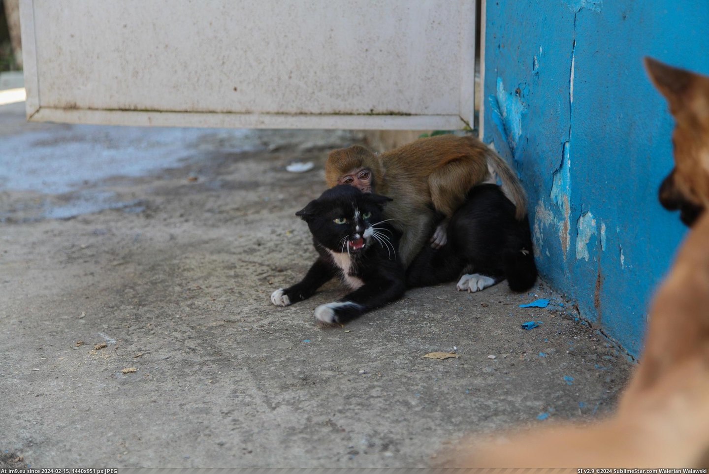 #Cat #Monkey #Protecting #Dog [Aww] Cat protecting a little monkey from a dog Pic. (Image of album My r/AWW favs))