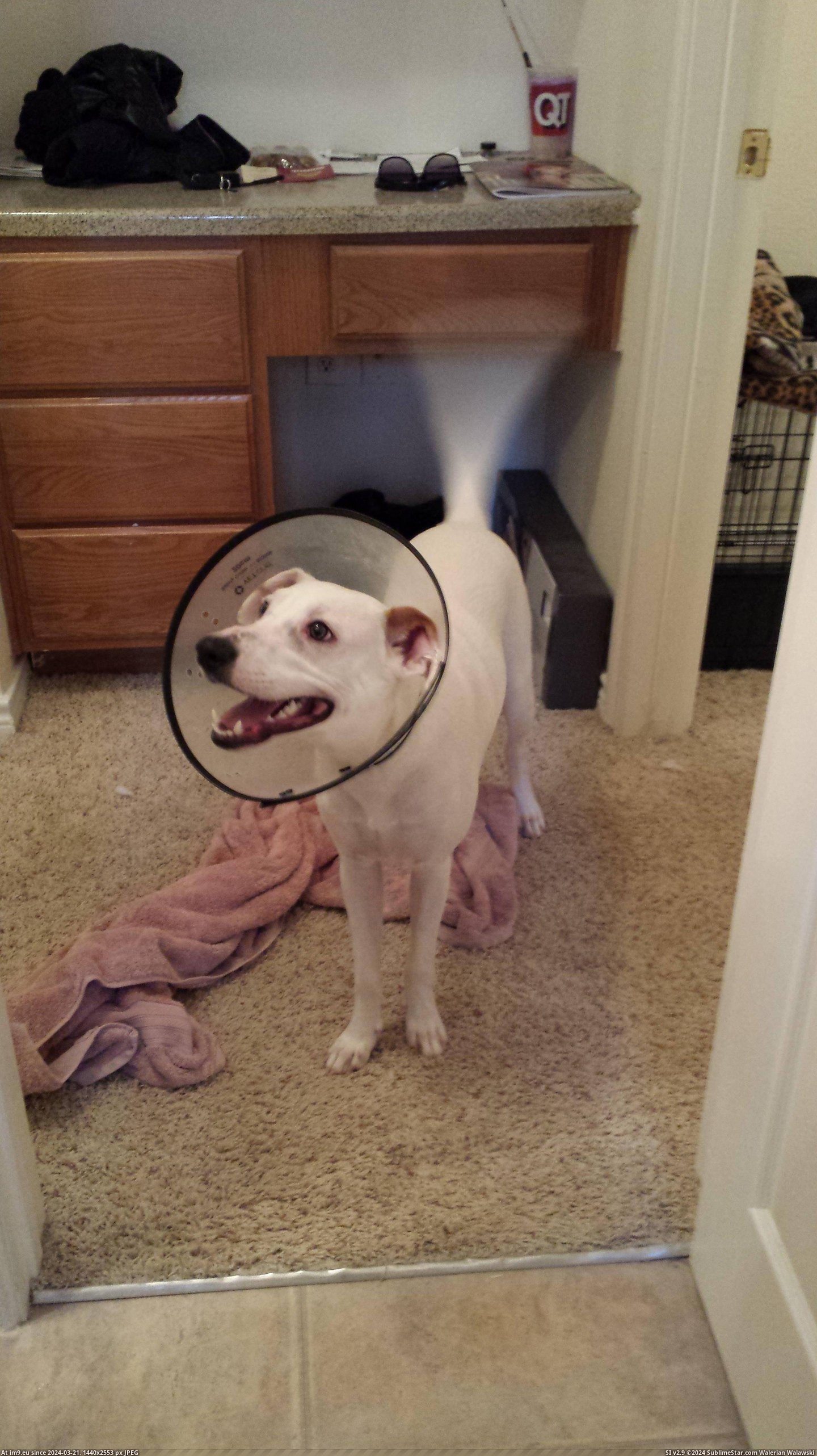 #Happiest #Neutered #Lampshade [Aww] Despite just being neutered, he is the happiest little lampshade. Pic. (Image of album My r/AWW favs))