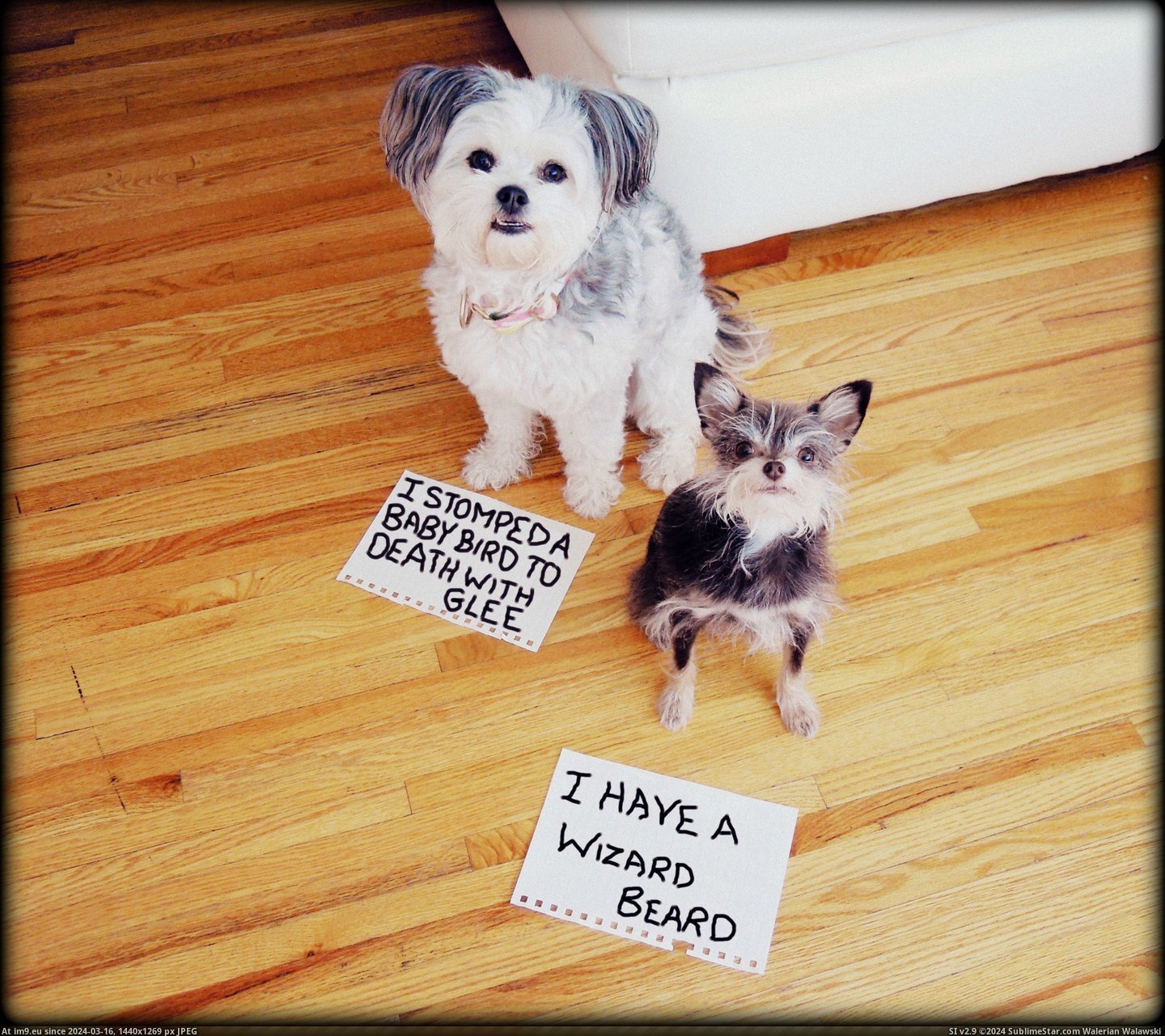 #Dog #Shaming #Brought [Aww] Dog Shaming brought me to Reddit Pic. (Bild von album My r/AWW favs))