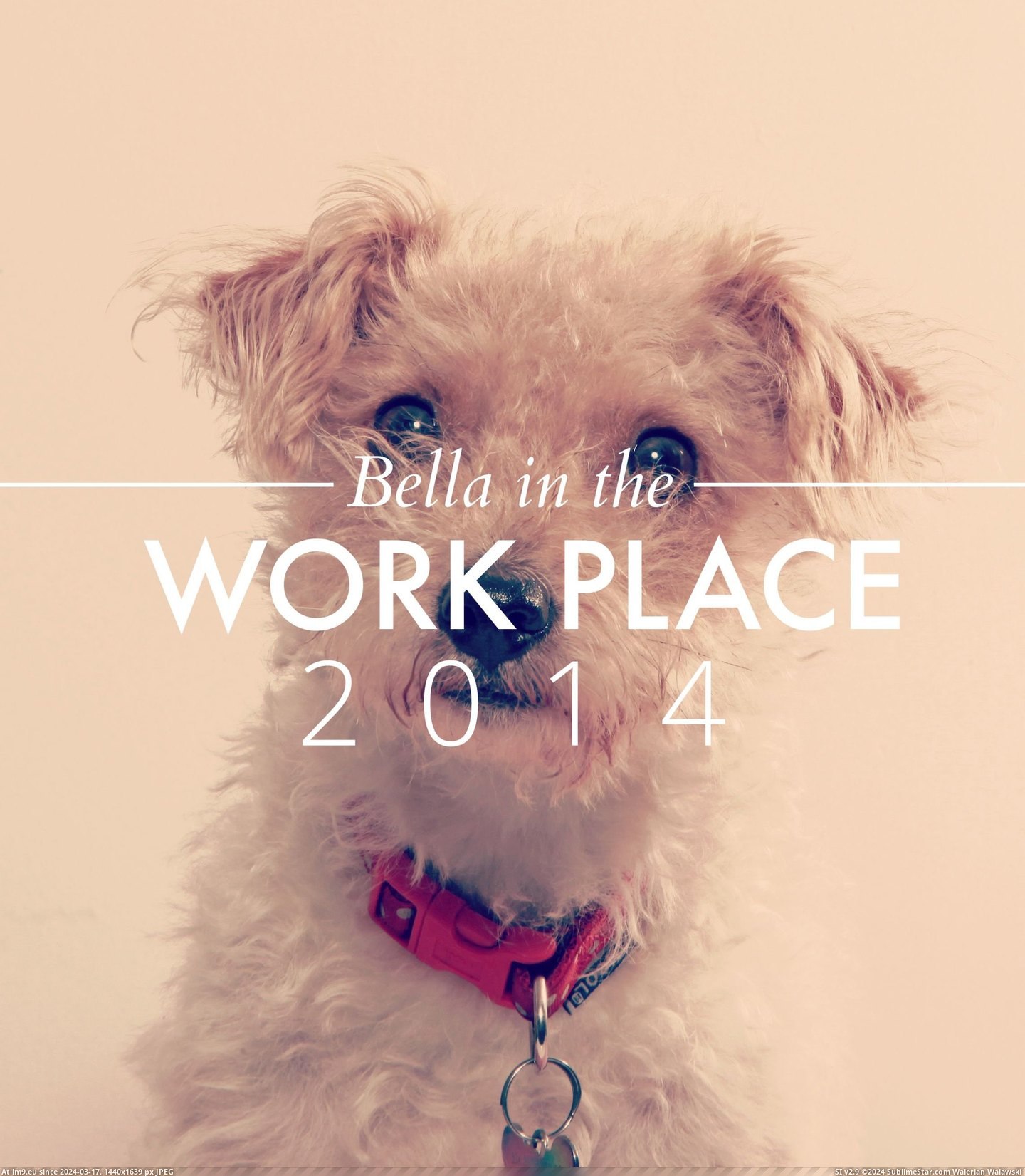 #For #Year #Dog #Calendar #Bella #Workplace #Christmas #Family #Called [Aww] Every Christmas I make a calendar of my dog for my family. This year's calendar is called 'Bella in the Workplace 2014'. I Pic. (Bild von album My r/AWW favs))