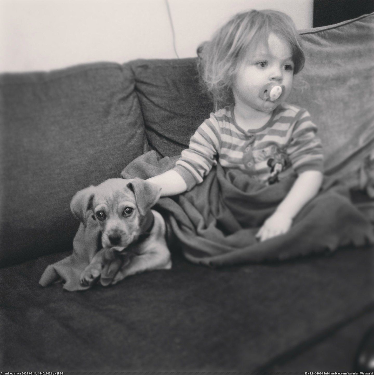 #Thought #Meet #Mad #Mollie #Puggle #Jack #Pup #Toddler [Aww] Everyone thought I was mad getting a puggle pup when I have a toddler already.... everyone meet Mollie and Jack. 1 Pic. (Obraz z album My r/AWW favs))