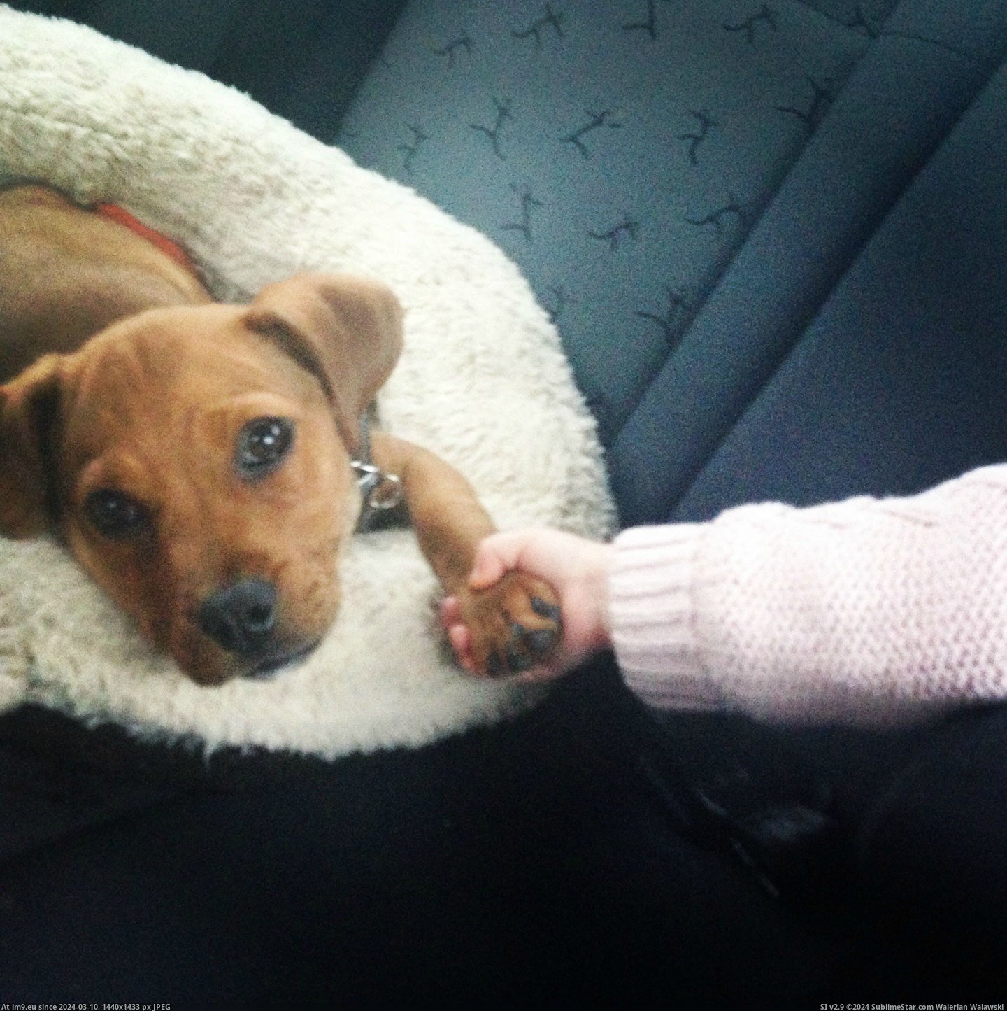 #Thought #Meet #Mad #Mollie #Puggle #Jack #Pup #Toddler [Aww] Everyone thought I was mad getting a puggle pup when I have a toddler already.... everyone meet Mollie and Jack. 11 Pic. (Изображение из альбом My r/AWW favs))
