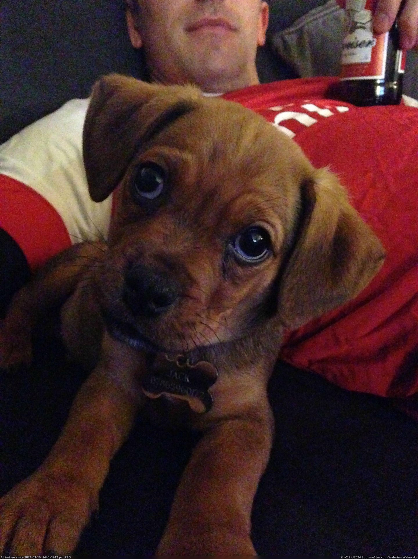 #Thought #Meet #Mad #Mollie #Puggle #Jack #Pup #Toddler [Aww] Everyone thought I was mad getting a puggle pup when I have a toddler already.... everyone meet Mollie and Jack. 8 Pic. (Изображение из альбом My r/AWW favs))