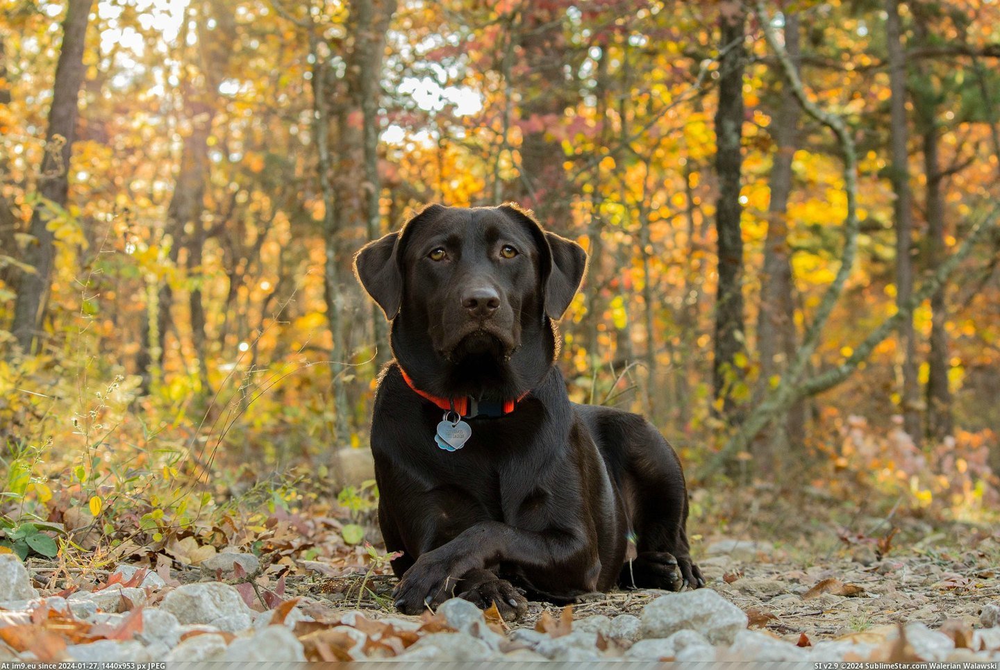 #Fuck #Dog #Majestic #Fall #Colors [Aww] Fall colors and my dog...Majestic as fuck Pic. (Obraz z album My r/AWW favs))