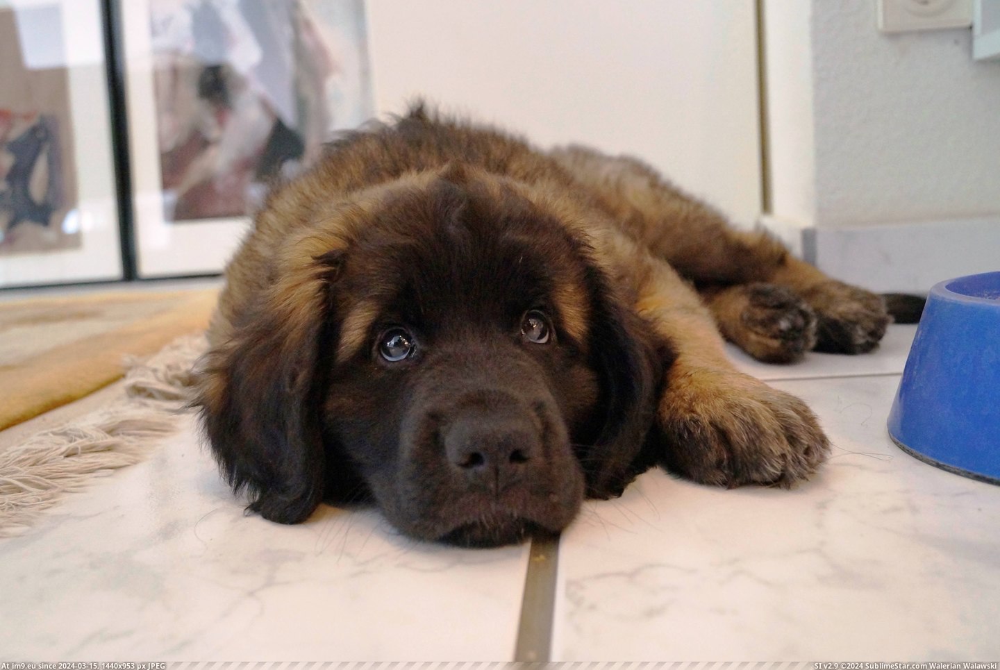 #Puppy #Weeks #Pounds #Cub #Leonberger #Father #Bear [Aww] Father just got a Leonberger puppy. 9 weeks, 19 pounds already. Like a little bear cub. Pic. (Obraz z album My r/AWW favs))