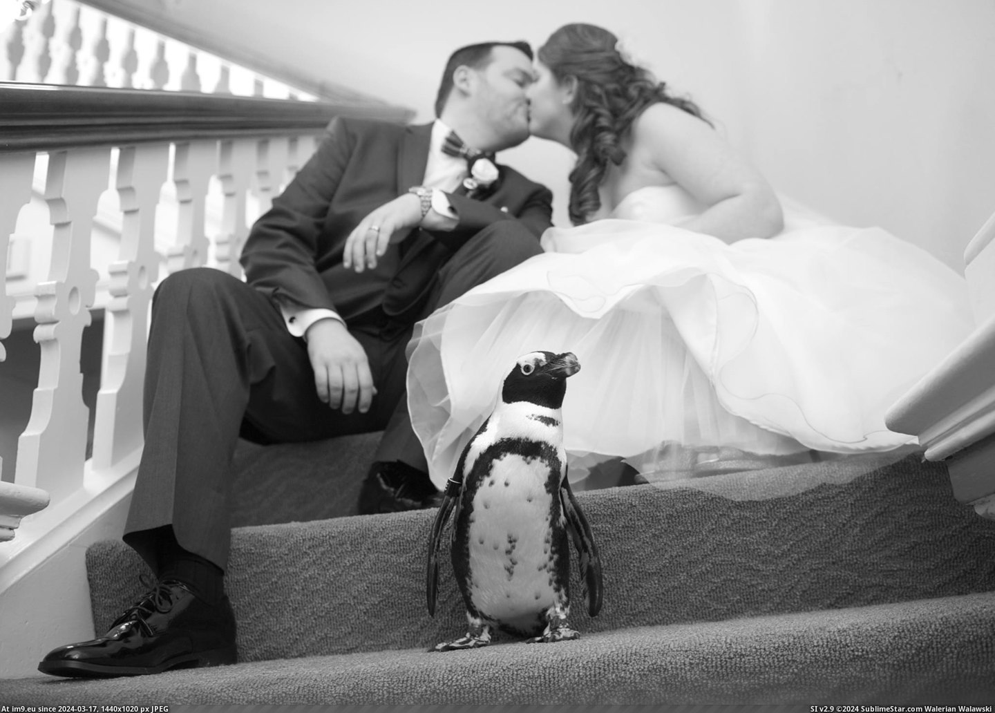 #For #Day #Picture #Wedding #Married #Penguin #Attended #Ago #Cake #Our [Aww] For my cake day, here is a picture of us and the PENGUIN that attended our wedding. We were married 10 days ago! Pic. (Изображение из альбом My r/AWW favs))