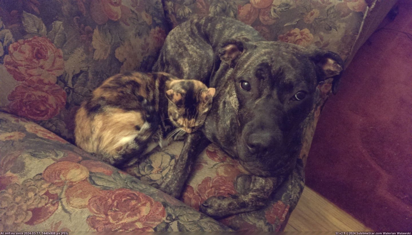 #For #Time #Minutes #Moved #Stayed #Cat #Dog [Aww] Gf and I recently moved in together. This is the first time her cat has stayed next to my dog for more than 2 minutes. Pic. (Image of album My r/AWW favs))