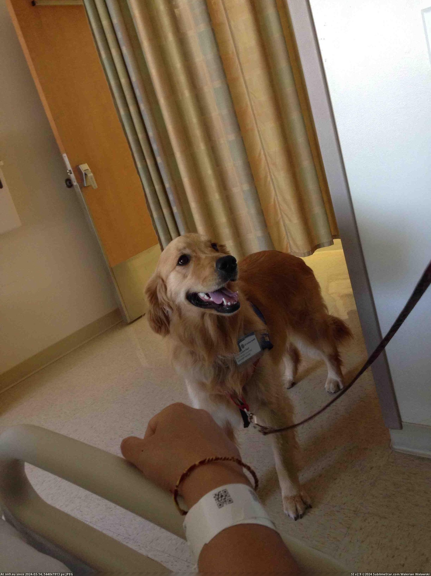 #Day #Bed #Dog #Molly #Therapy #Stay #Rest #Hospital [Aww] going on day four of bed rest in a hospital. Molly the therapy dog made my stay so much better! Pic. (Изображение из альбом My r/AWW favs))
