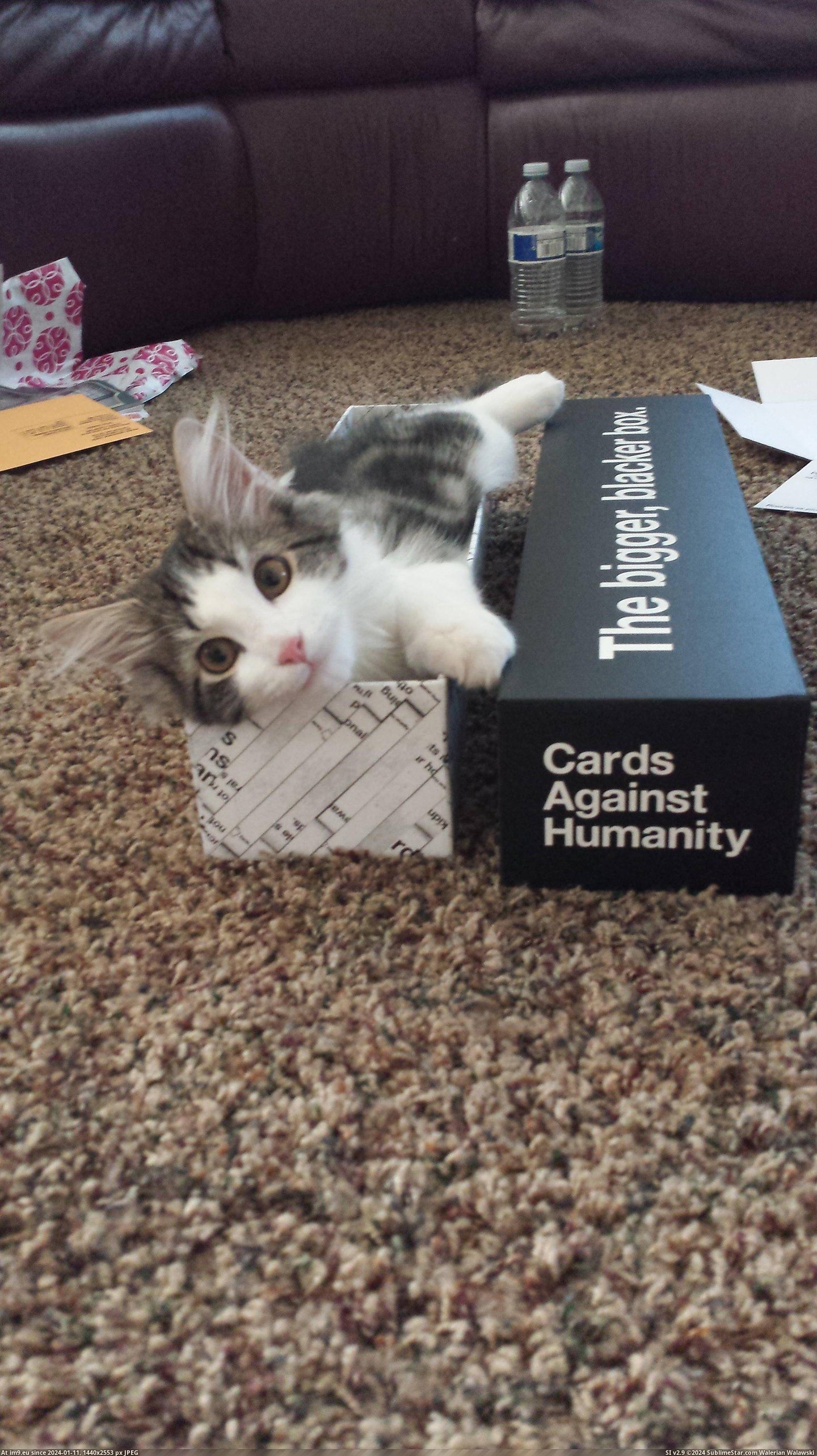 #Cat #Box #Thrilled #Blacker #Mail #Bigger [Aww] Got the bigger, blacker box today in the mail. My cat was thrilled. Pic. (Bild von album My r/AWW favs))