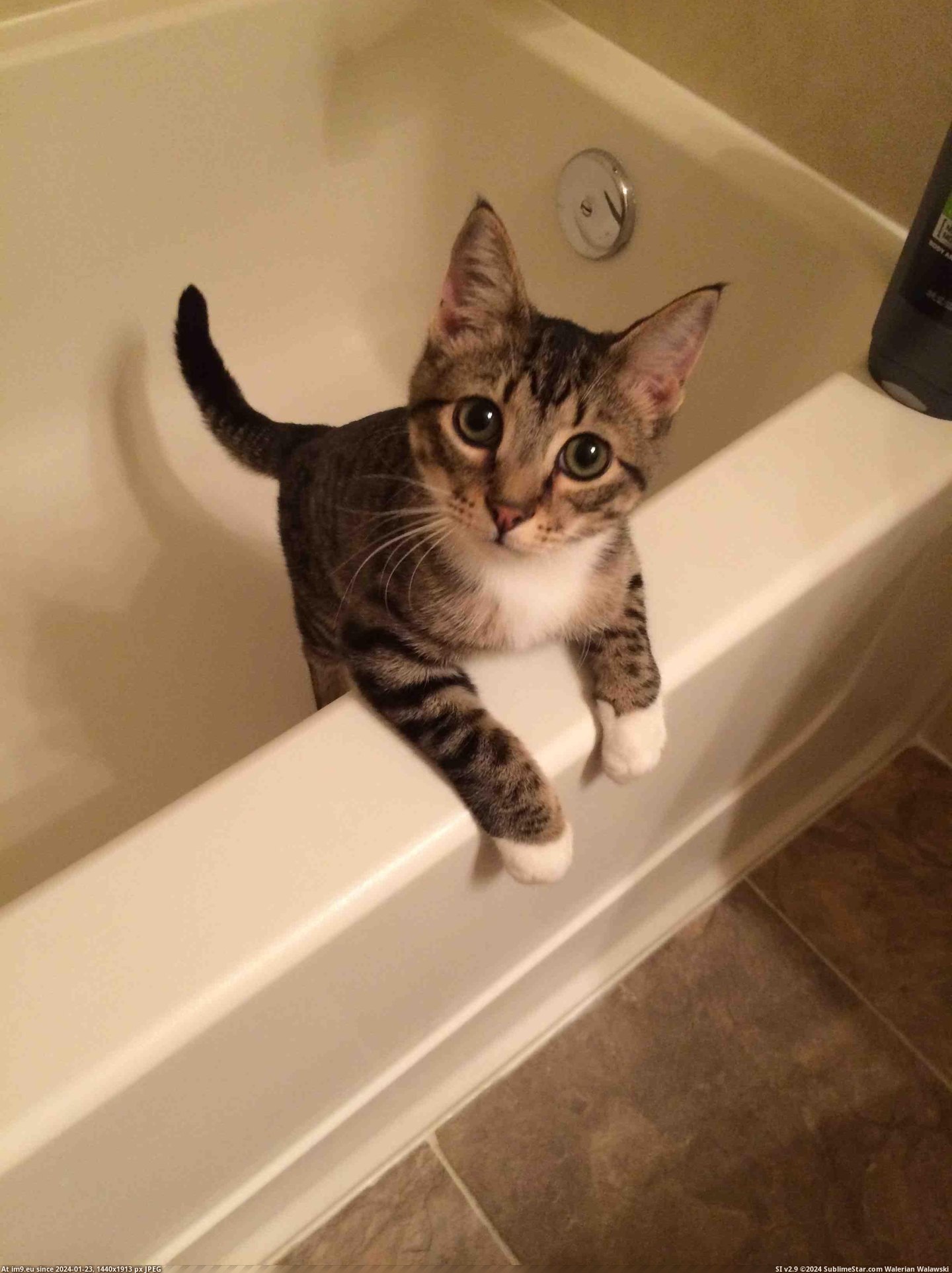 #Shower #Meet #Lou #Tub #Jumps [Aww] He always jumps into the tub after a shower. Reddit, meet Lou. Pic. (Obraz z album My r/AWW favs))