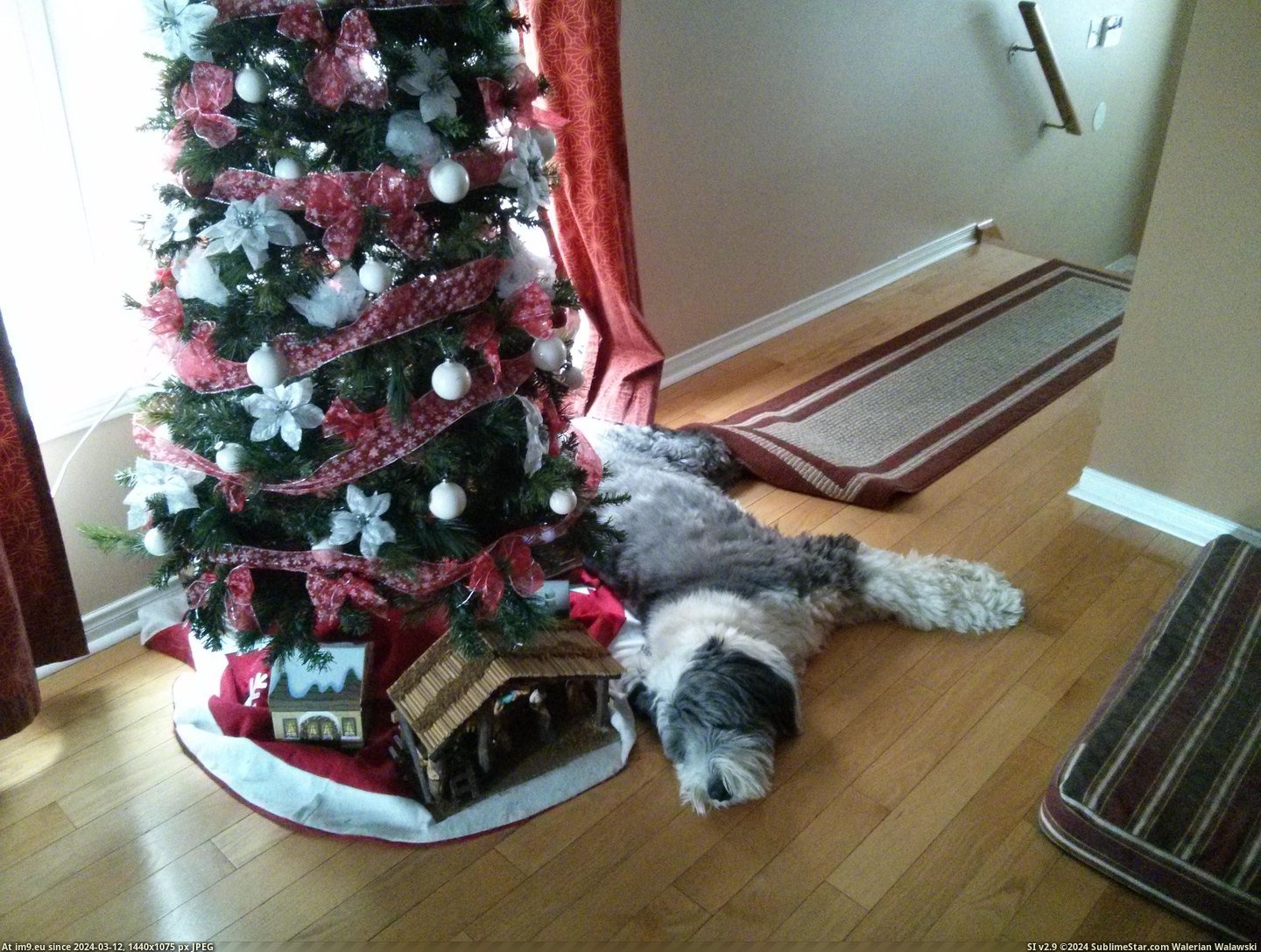 #Christmas #Tree #Usual #Spot #Mad [Aww] He's mad that the christmas tree took his usual spot Pic. (Image of album My r/AWW favs))