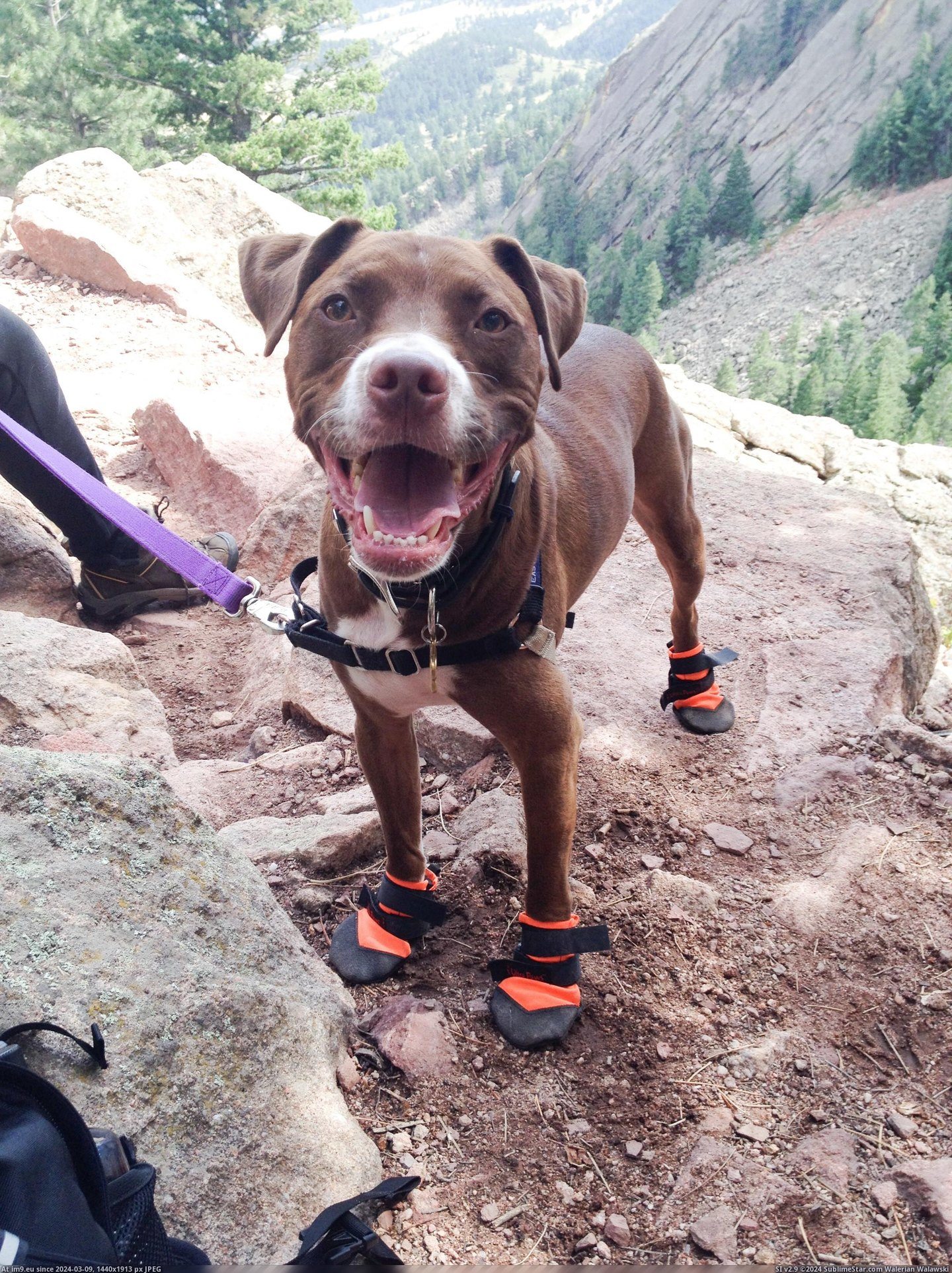 #Dog #Popular #Wore #Boots #Trail [Aww] He wore his new boots today and was the most popular dog on the trail! Pic. (Image of album My r/AWW favs))