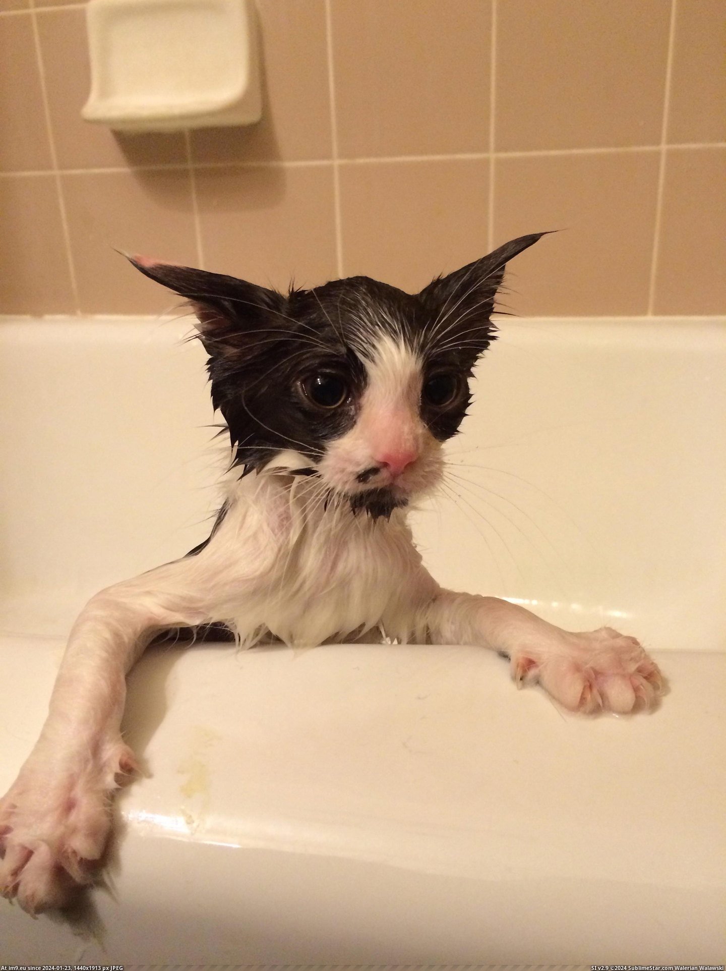  #Bath  [Aww] Her first bath. Pic. (Image of album My r/AWW favs))