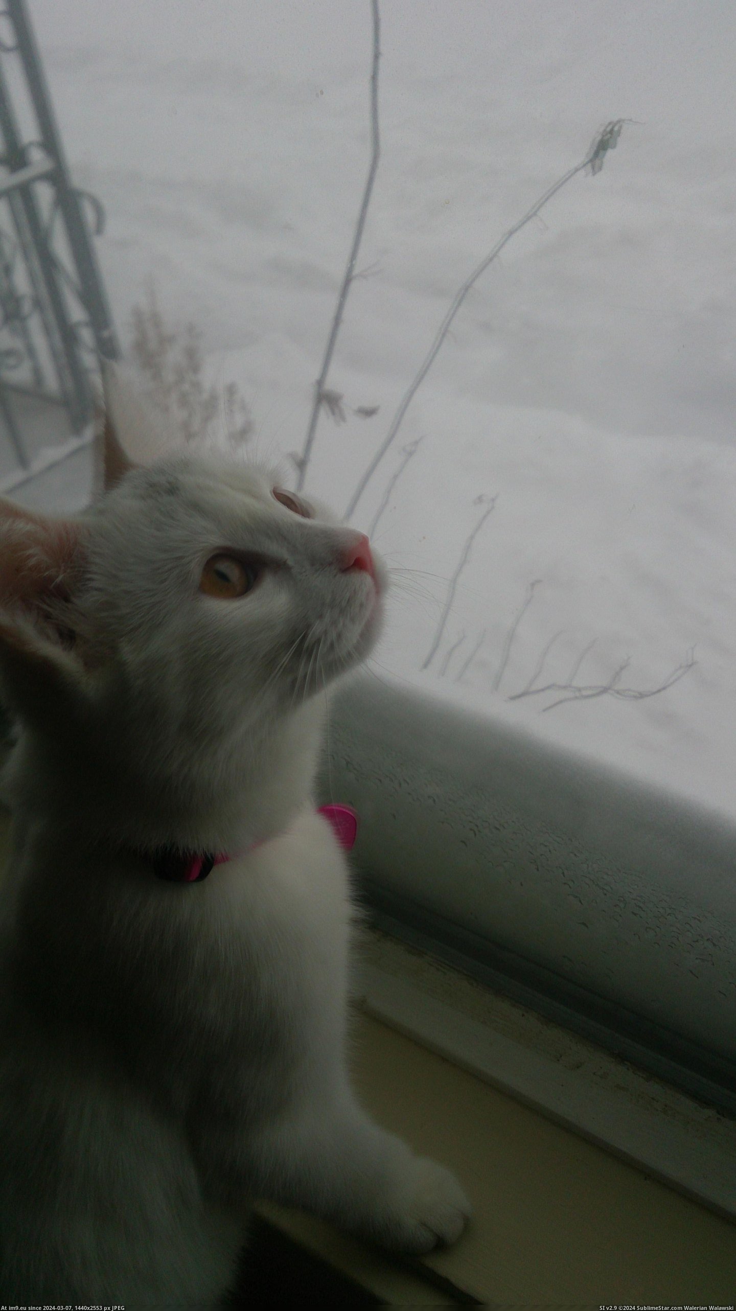  #Snowfall  [Aww] Her first snowfall Pic. (Obraz z album My r/AWW favs))