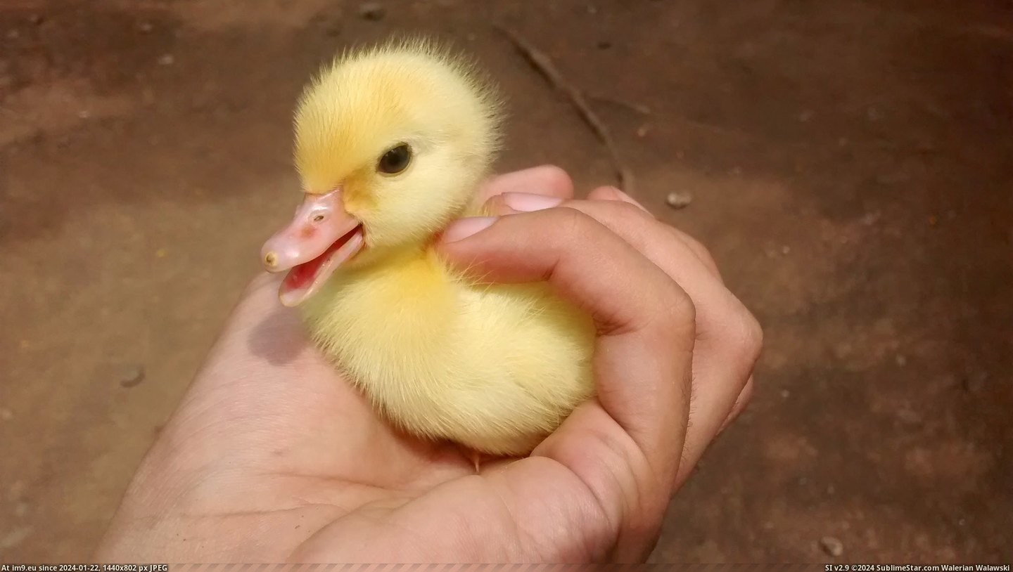  #Duck  [Aww] Here's my duck pic. Pic. (Image of album My r/AWW favs))