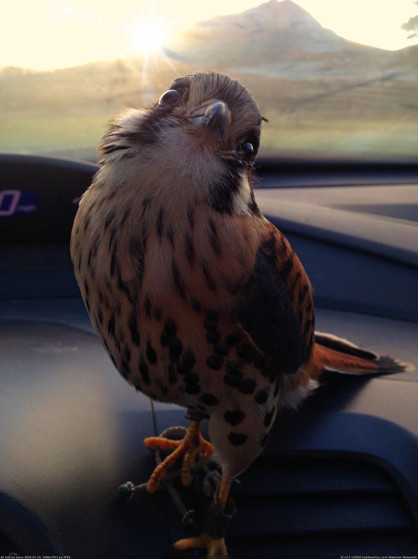 #Cutest  #Falcon [Aww] I have the cutest little falcon Pic. (Obraz z album My r/AWW favs))