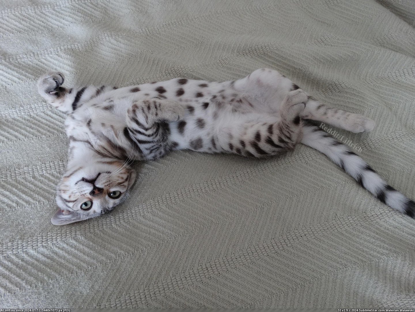 #Time #Kitten #Rub #Decided #Belly [Aww] I just got home to see my kitten has already decided it's time for a belly rub Pic. (Bild von album My r/AWW favs))