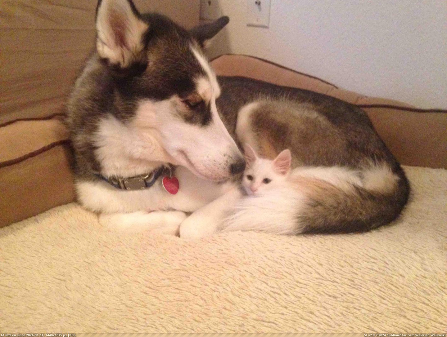 #Fine  [Aww] I'm sure they'll get along just fine Pic. (Image of album My r/AWW favs))