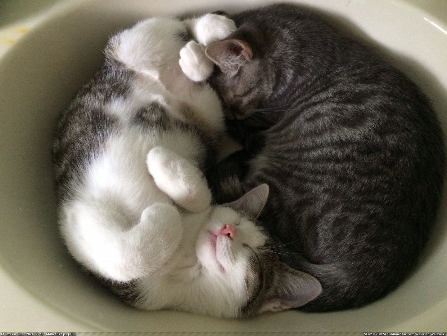 #Kittens  #Safe [Aww] I Think It's Safe to Say the New Kittens Get Along Pic. (Bild von album My r/AWW favs))