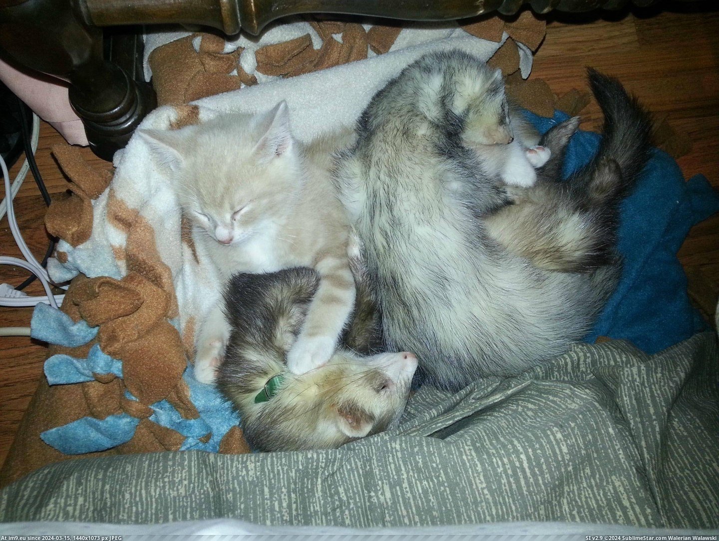 #Was #Kitten #Watch #Grow #Worried #Ferrets #Him #Early #Introducing [Aww] In early June I took home a kitten and was worried about introducing him to my ferrets. Watch him grow up with them. :) (L Pic. (Image of album My r/AWW favs))