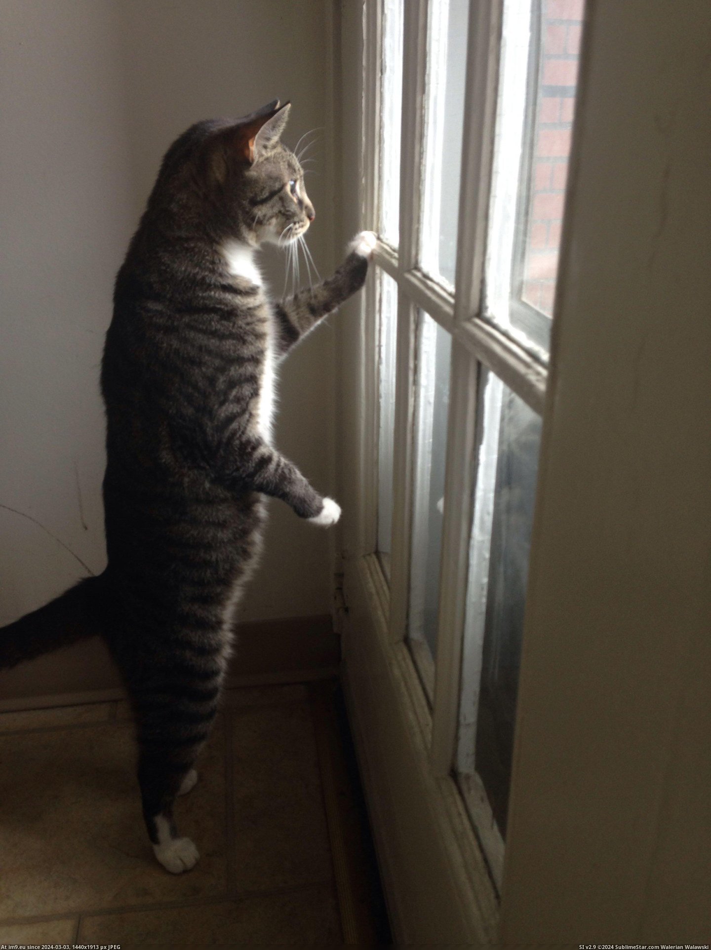 #Work #Wife #Watches #Misses #Indy #Morning #Leave [Aww] Indy watches my wife leave for work every morning. I think he misses her when she's gone. Pic. (Image of album My r/AWW favs))