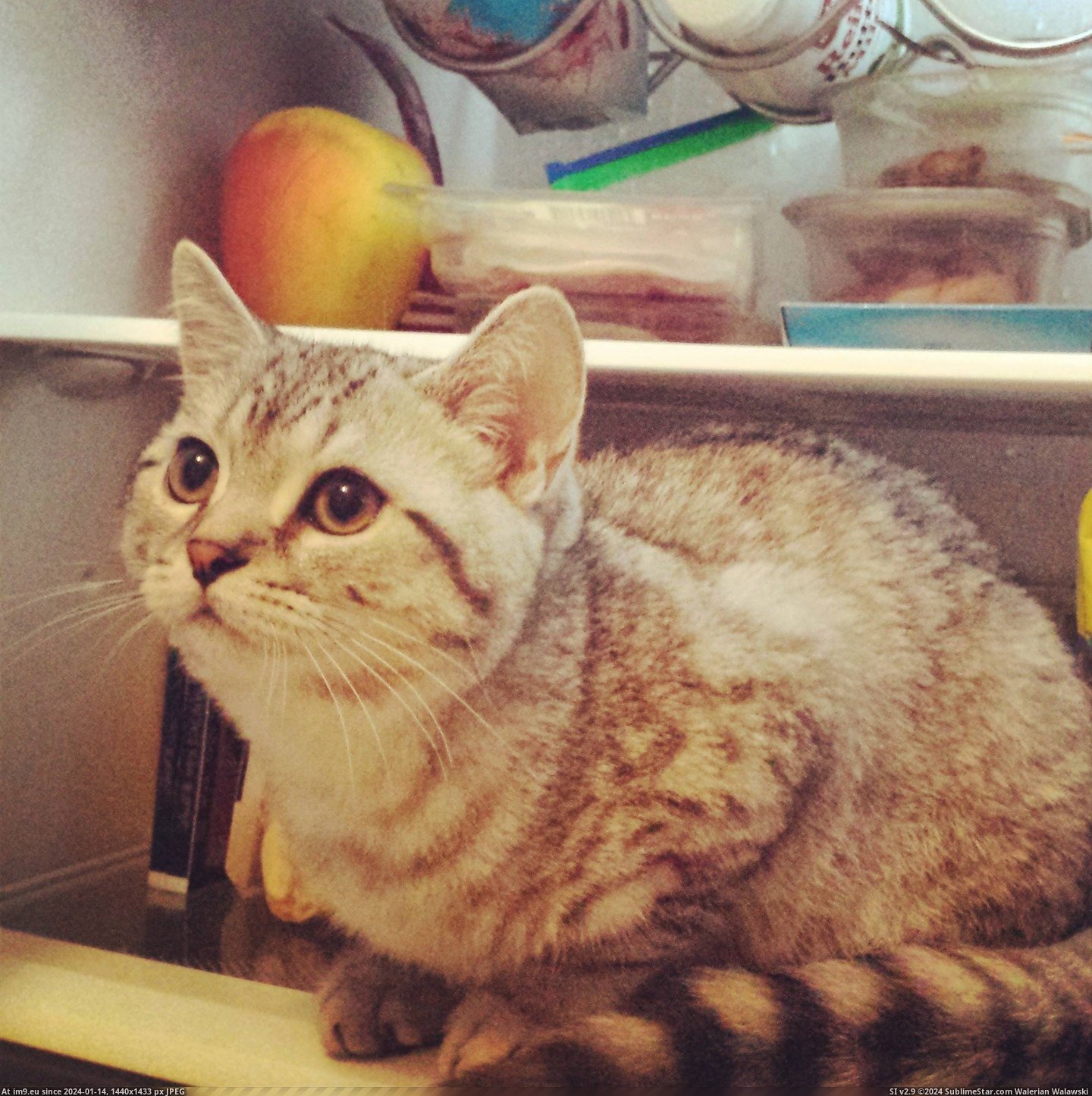 #Hot #Leave #Refuses #Jumped #Gary #Opened #Fridge [Aww] It's really hot at home, so when I opened the fridge Gary jumped in and now refuses to leave -.-' Pic. (Bild von album My r/AWW favs))