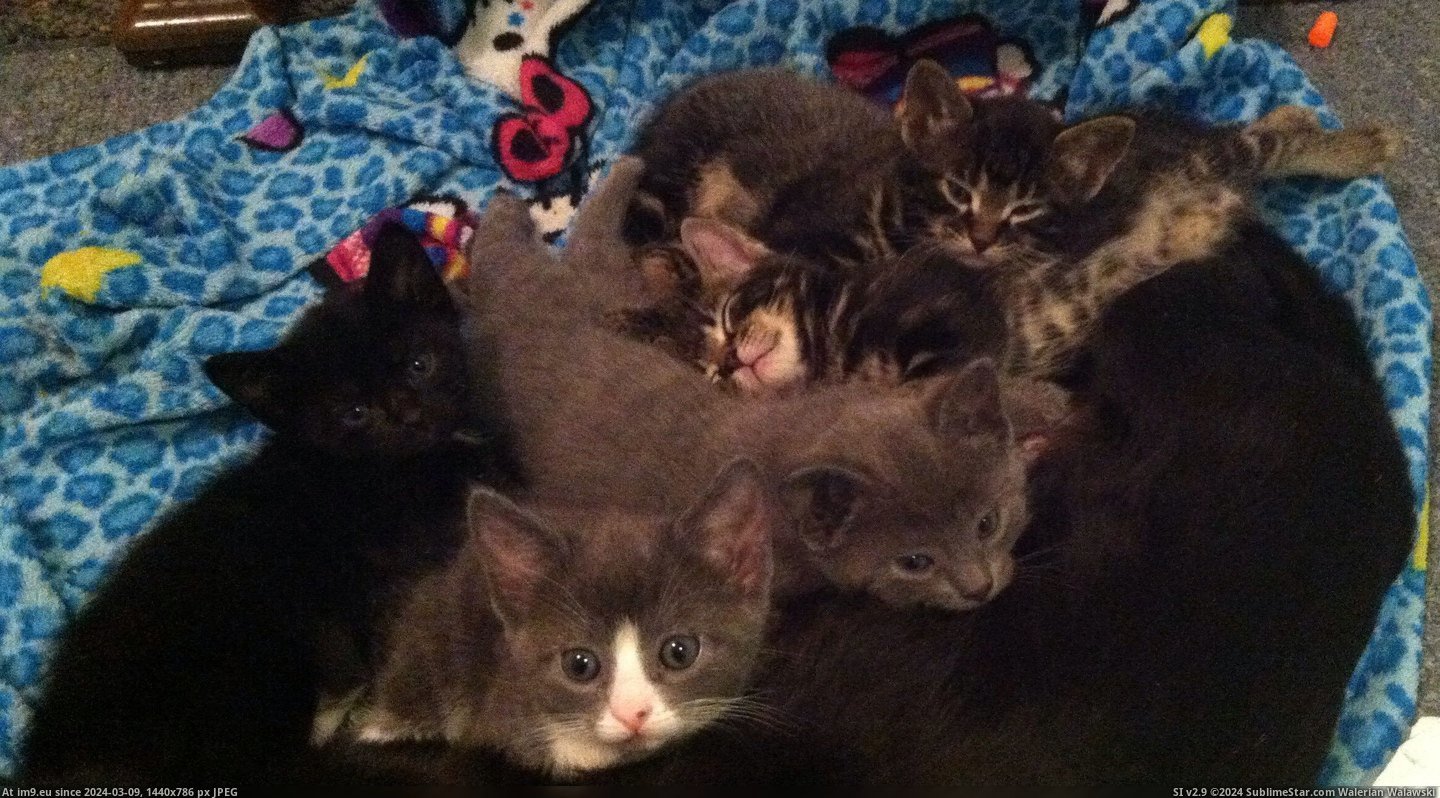 #Picture #All #But #Kittens #Decent #Get #Finally #Weeks [Aww] It took 5 weeks, but I finally get a decent picture of all my kittens together. Pic. (Image of album My r/AWW favs))