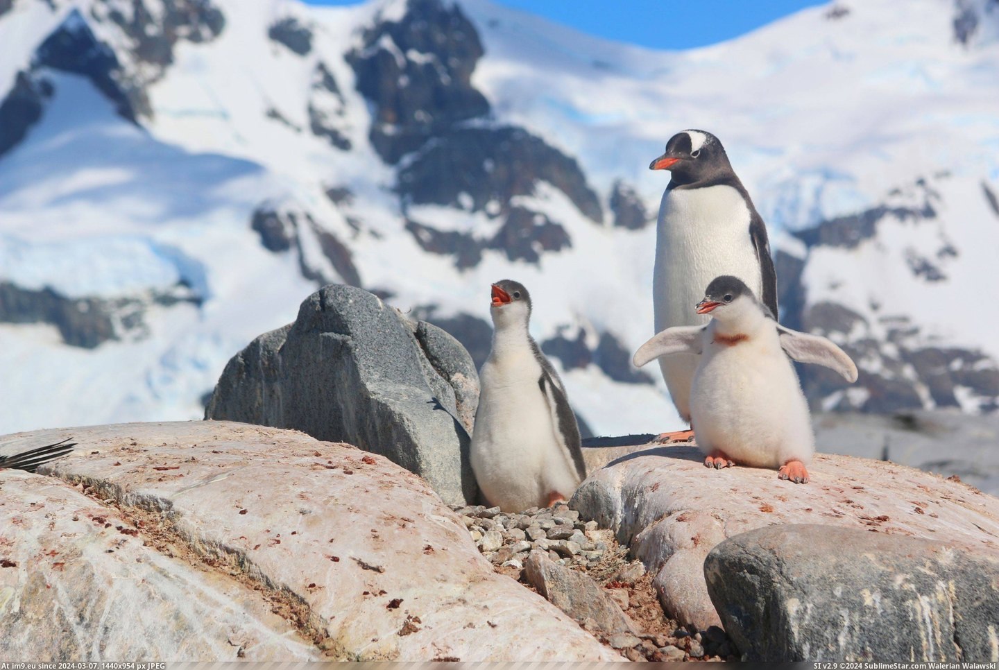 #Wallpaper #Beautiful #Happy #Snow #Highres #Antarctica #Opportunity #Family #Month #Ran #Visit [Aww] Last month I had the opportunity to visit Antarctica, where I ran into this happy family! Pic. (Изображение из альбом My r/AWW favs))
