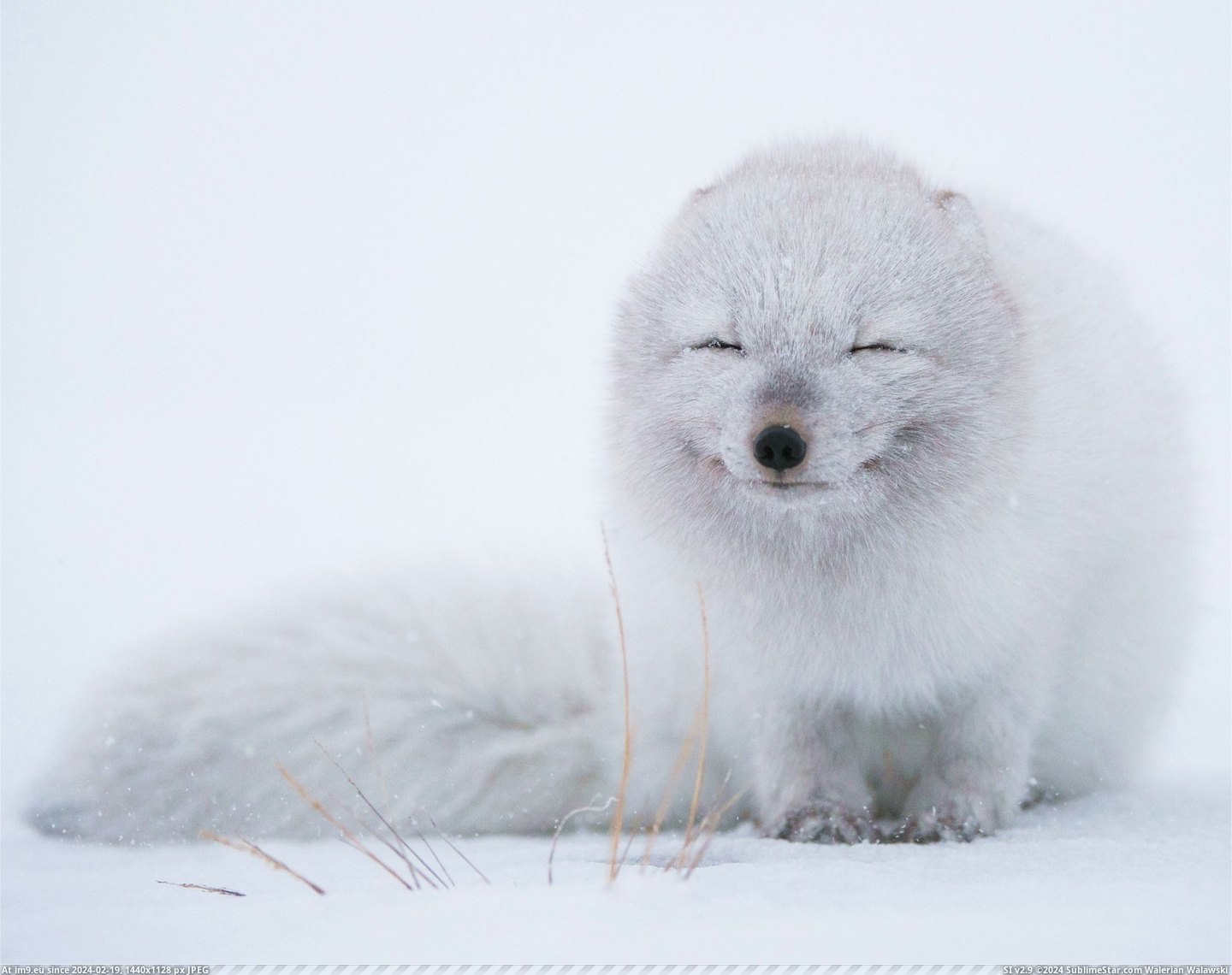 #White  #Fox [Aww] Little white fox Pic. (Изображение из альбом My r/AWW favs))