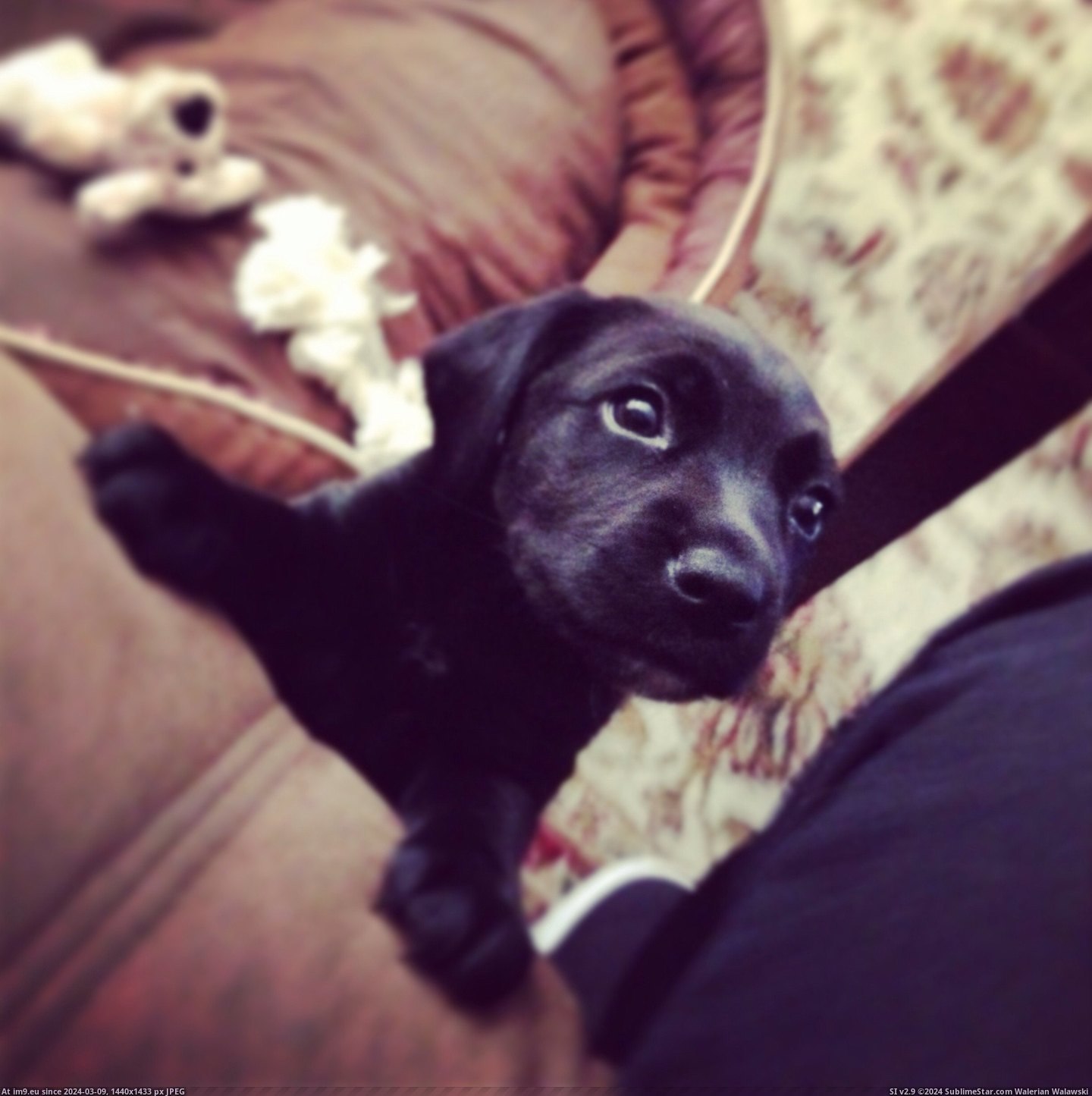 #New #Roommate #Piper #Meet [Aww] Meet Piper, my new roommate! Pic. (Изображение из альбом My r/AWW favs))