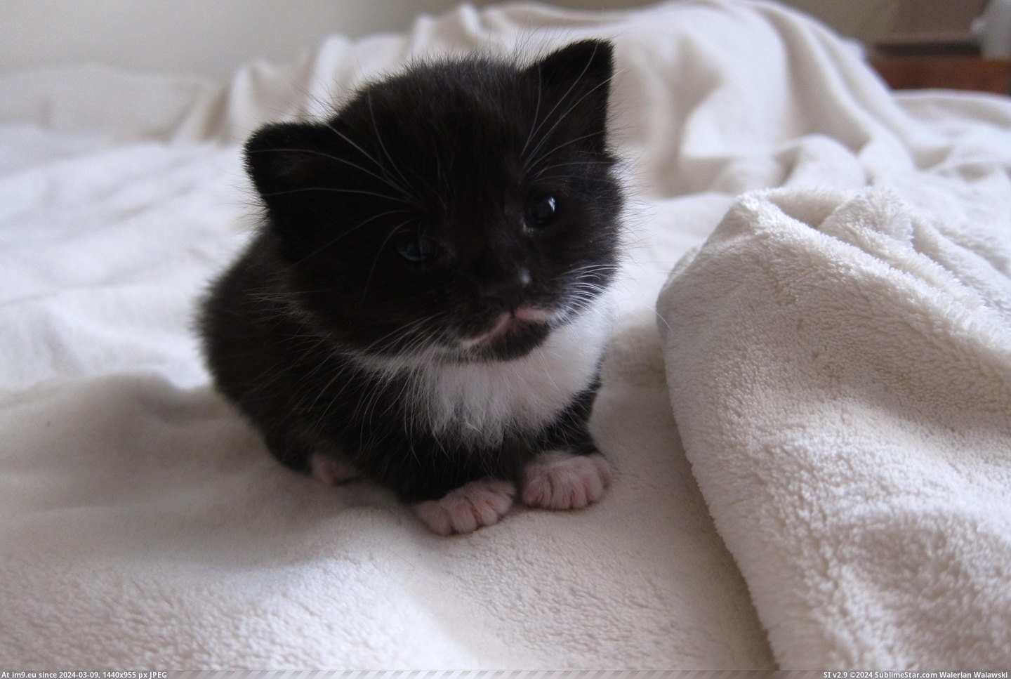 #Kitten  #Mitten [Aww] Mitten the Kitten Pic. (Bild von album My r/AWW favs))