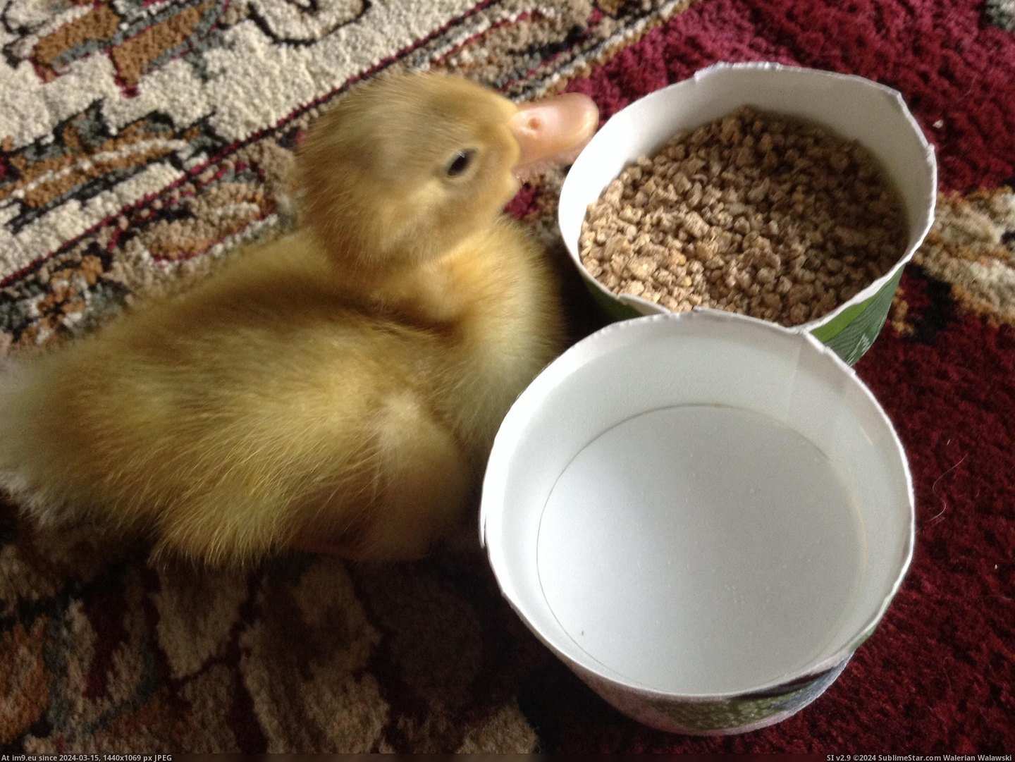 #Baby #Duck #Popularity #Excited #Stanley [Aww] My baby duck Stanley was excited for all the popularity, so here are some more pictures! 10 Pic. (Image of album My r/AWW favs))