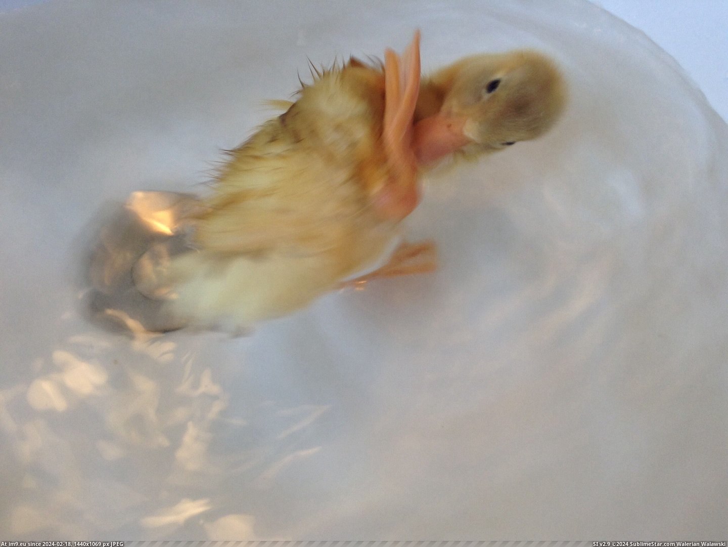 #Baby #Duck #Popularity #Excited #Stanley [Aww] My baby duck Stanley was excited for all the popularity, so here are some more pictures! 3 Pic. (Bild von album My r/AWW favs))