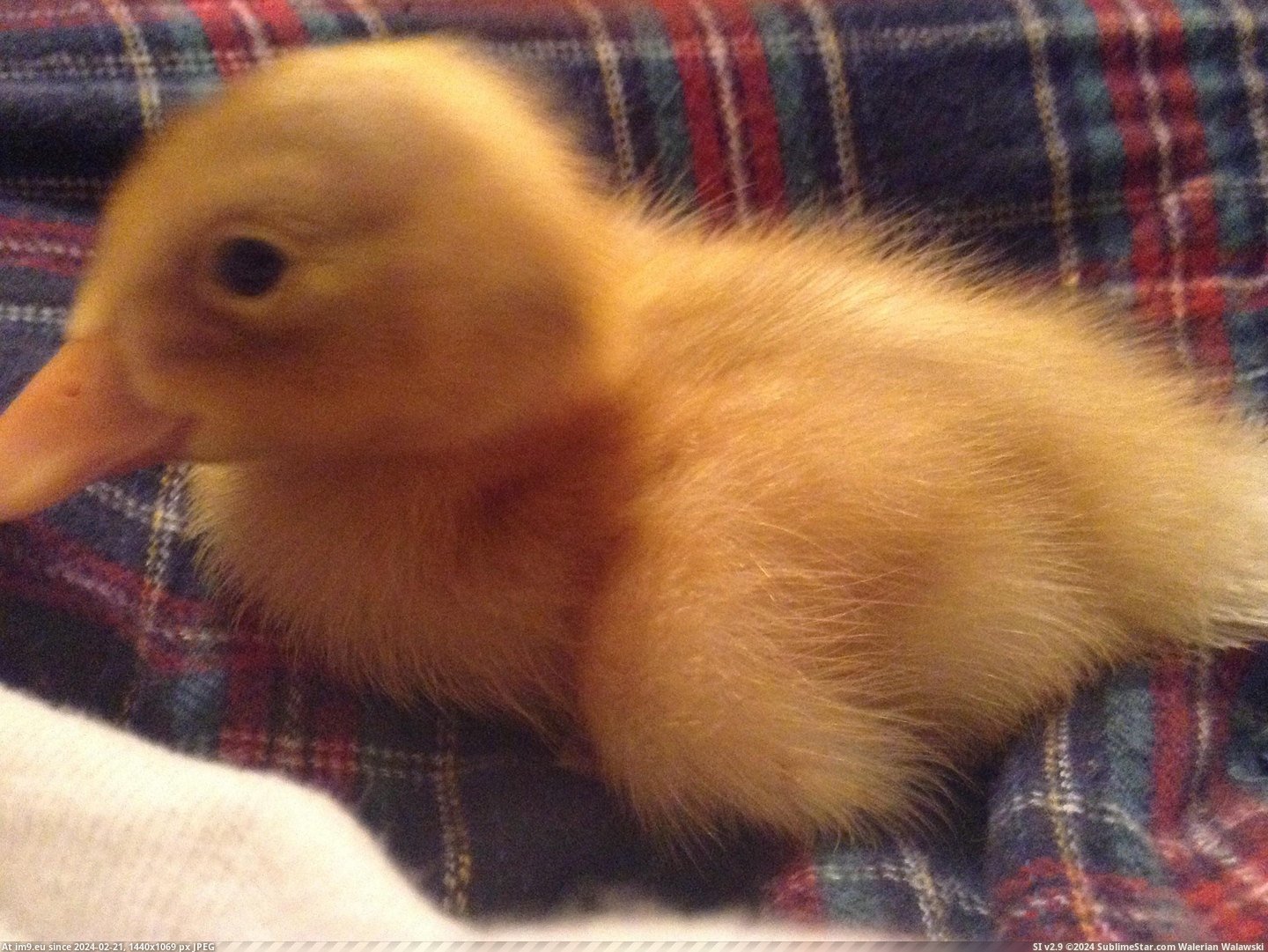 #Baby #Duck #Popularity #Excited #Stanley [Aww] My baby duck Stanley was excited for all the popularity, so here are some more pictures! 4 Pic. (Obraz z album My r/AWW favs))