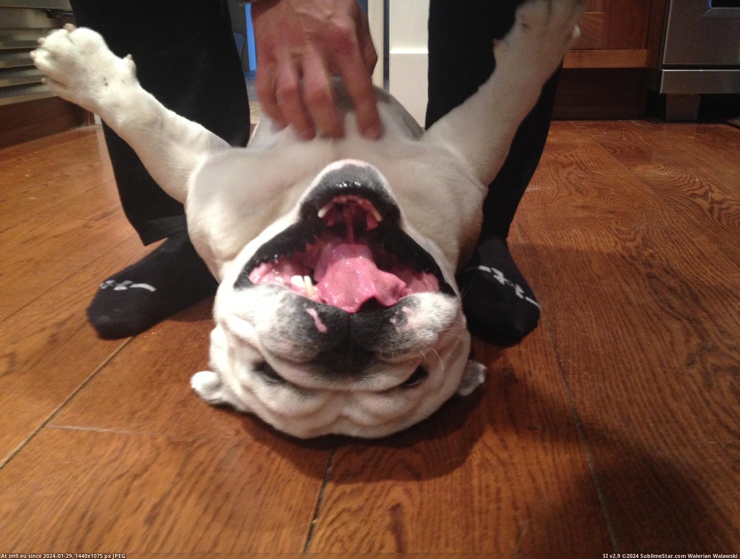 #Loves #Buddy #Scratches #Wendell #Belly #Bulldog [Aww] My buddy's bulldog Wendell LOVES belly scratches Pic. (Bild von album My r/AWW favs))