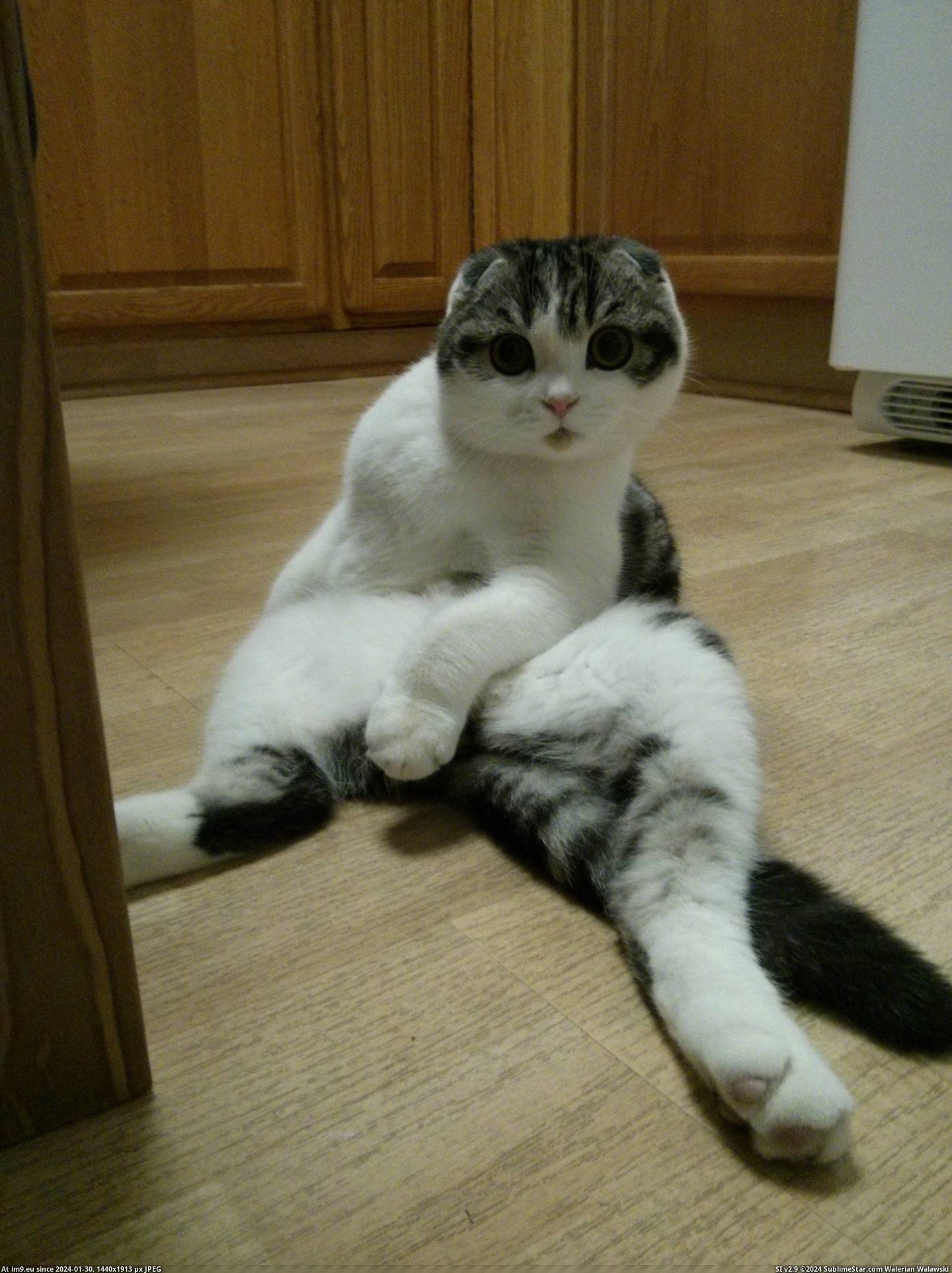 #Butt #Sits #Cat [Aww] My cat always sits on his butt. 4 Pic. (Image of album My r/AWW favs))