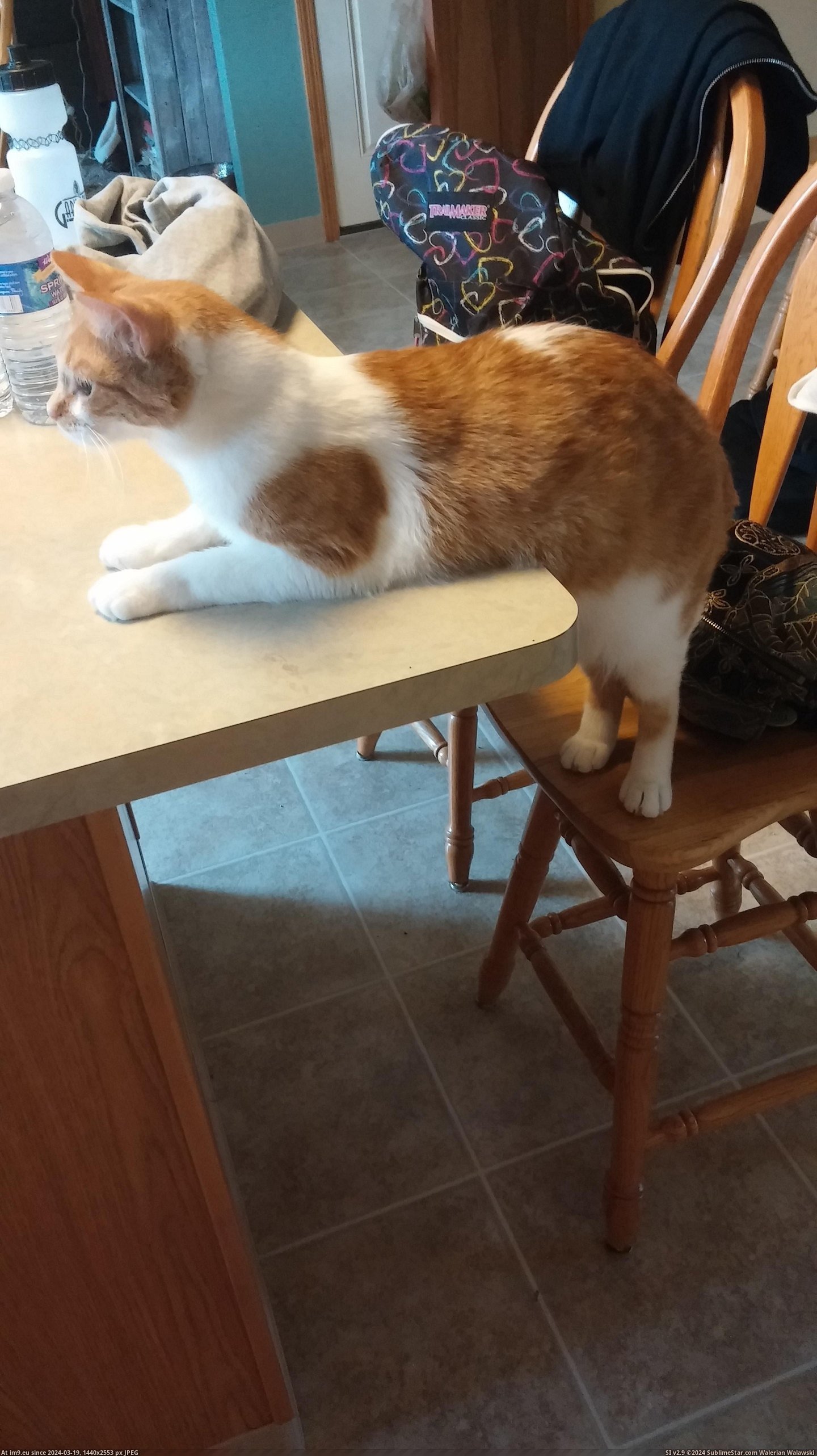 #Cat #Pushing #Charles #Allowed [Aww] My cat Charles is also not allowed on the table. He's pushing it though... Pic. (Obraz z album My r/AWW favs))