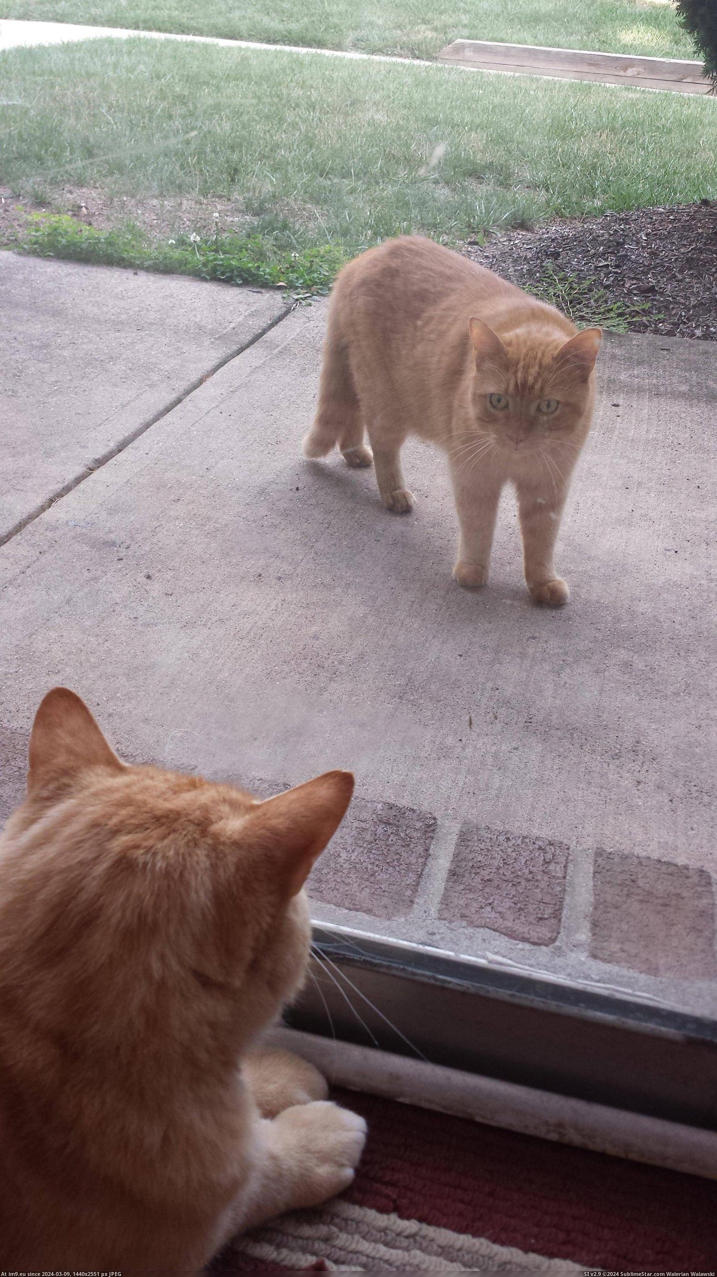 #Cat #Doppelganger #Visits [Aww] My cat gets visits from his doppelganger. Pic. (Obraz z album My r/AWW favs))